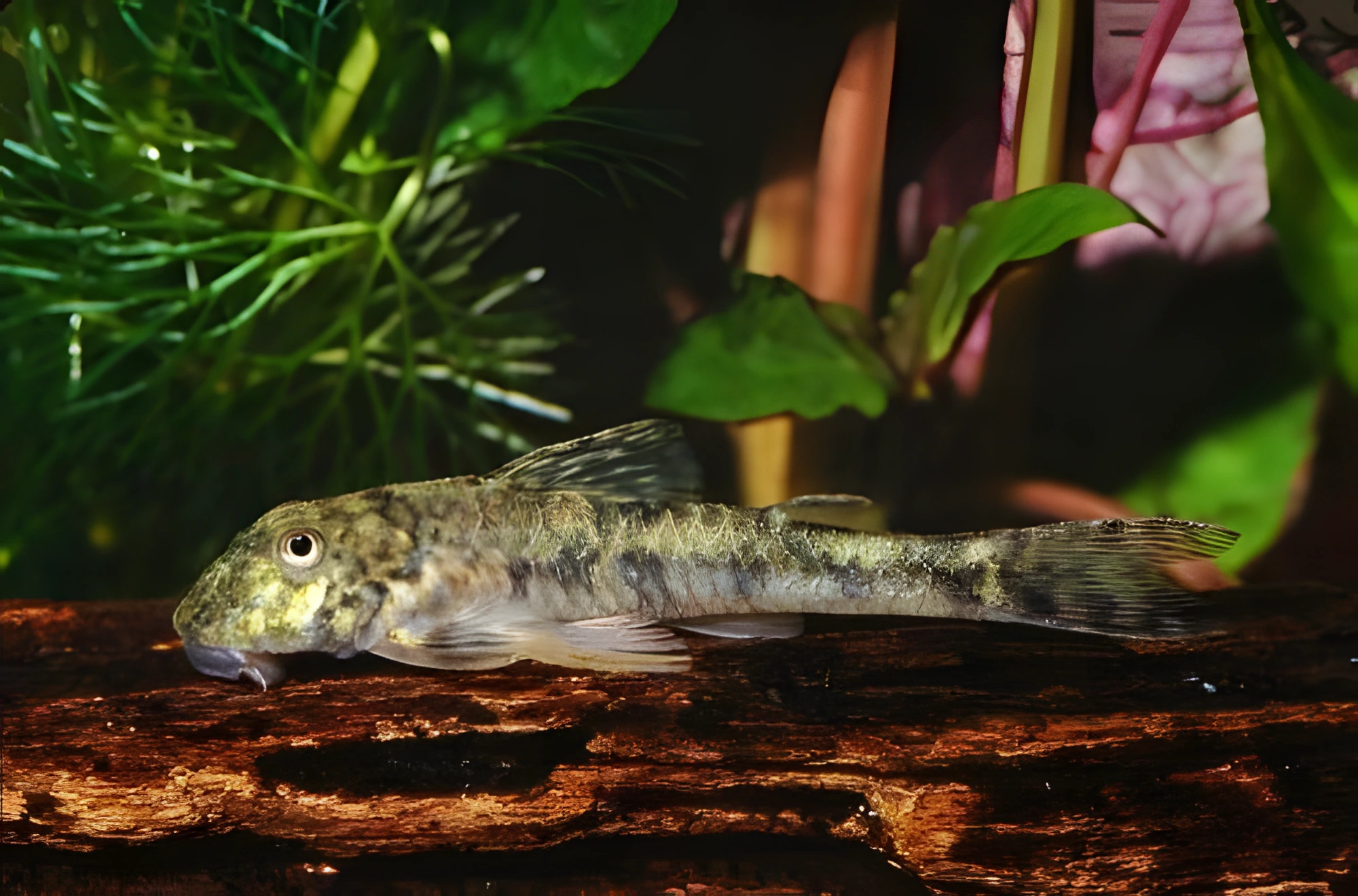 Fotografía del pez de acuario Parotocinclus jumbo