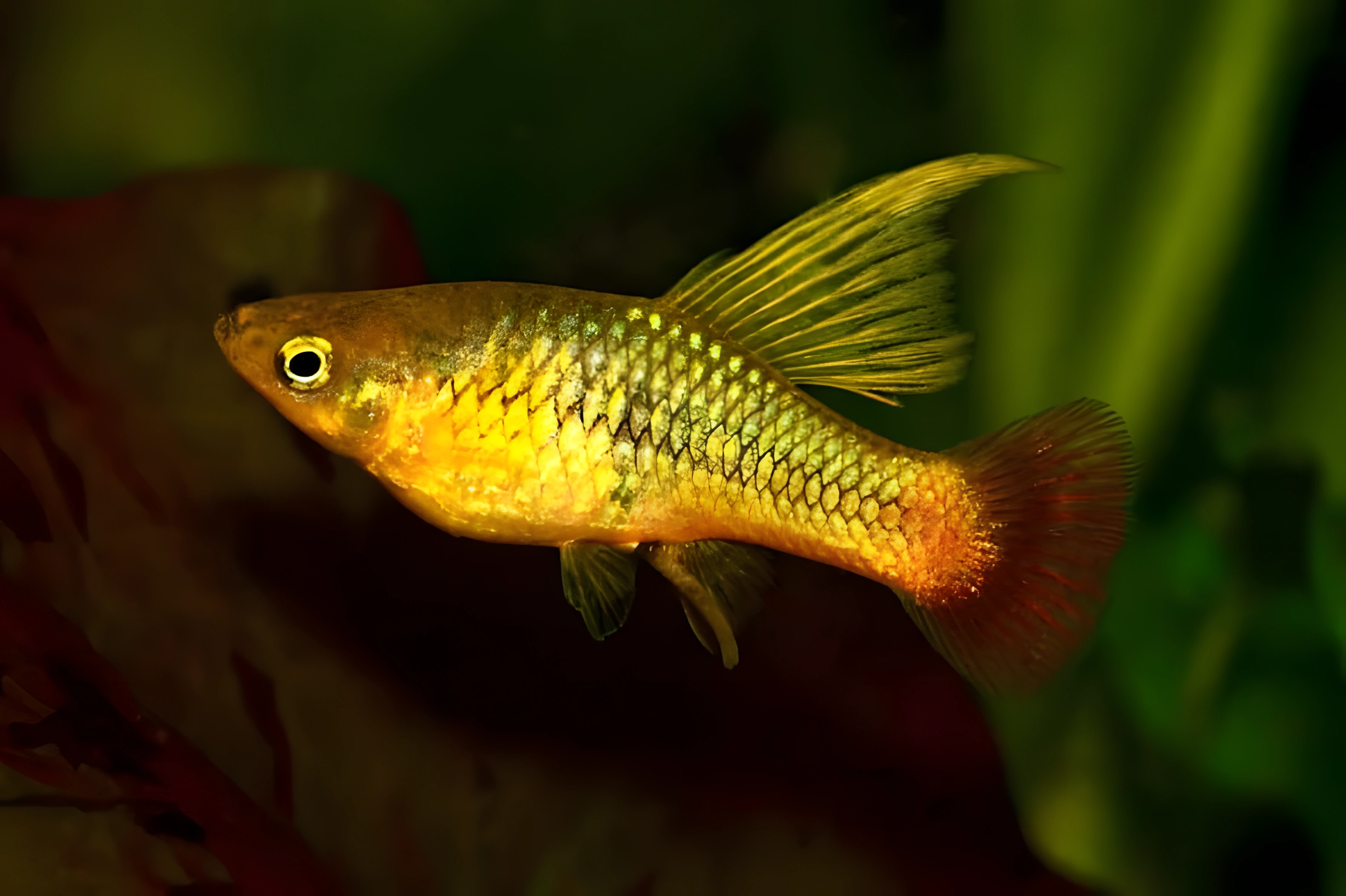 Fotografía del pez de acuario Platy de aleta de bandera