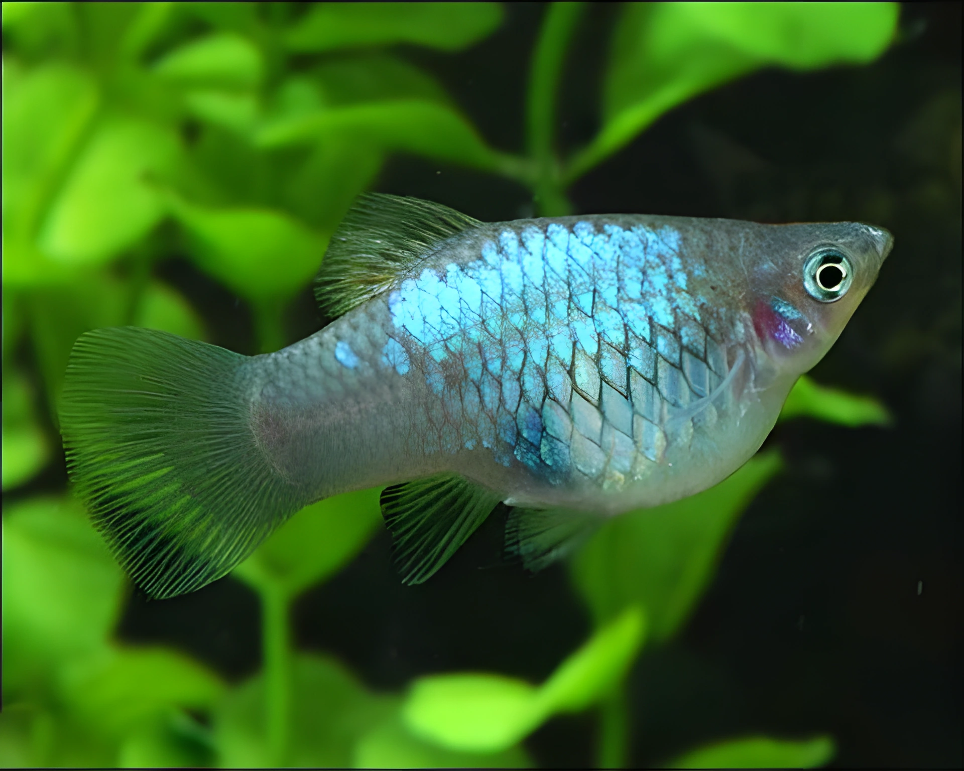 Fotografía del pez de acuario Platy azul