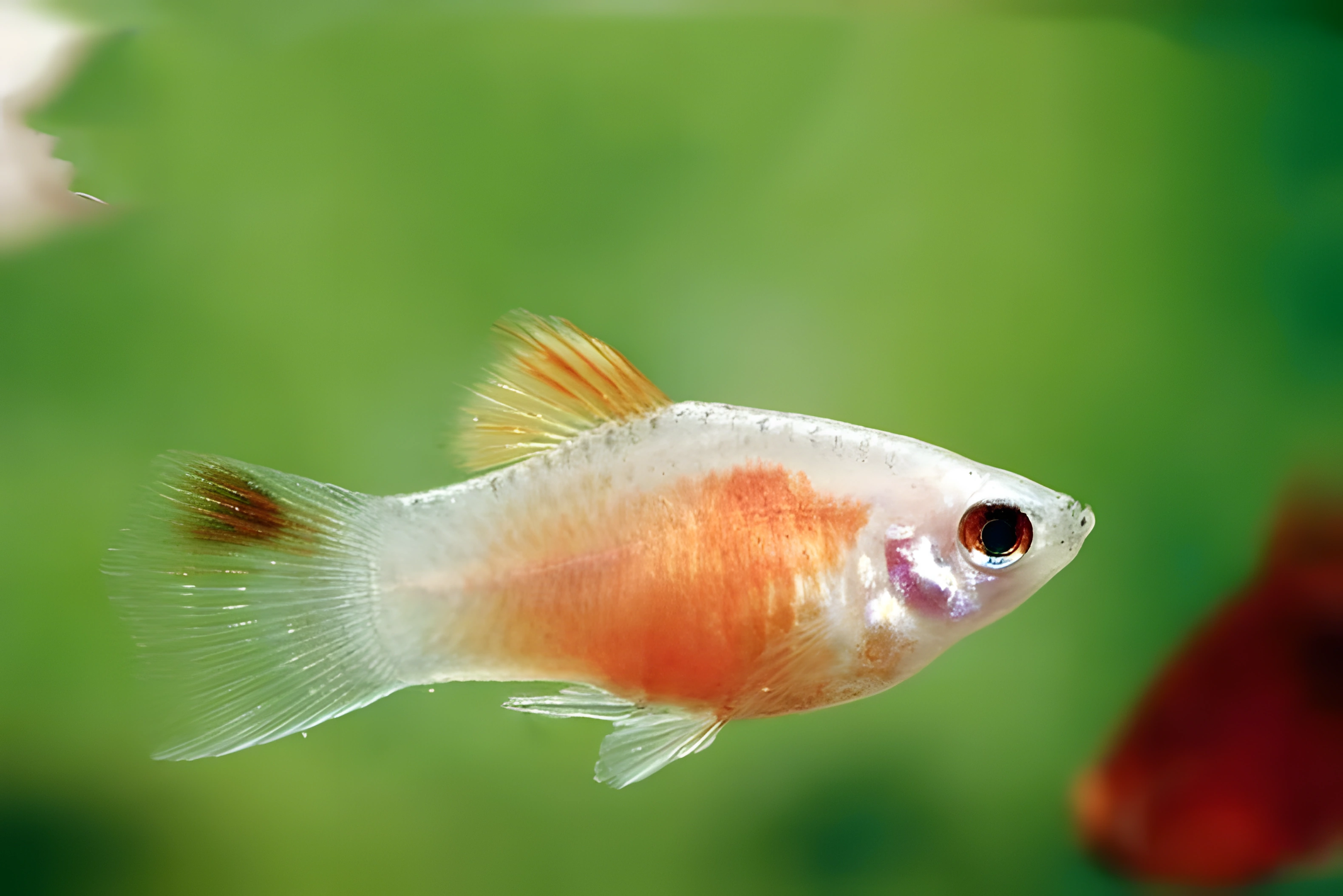 Fotografía del pez de acuario Platy Coral
