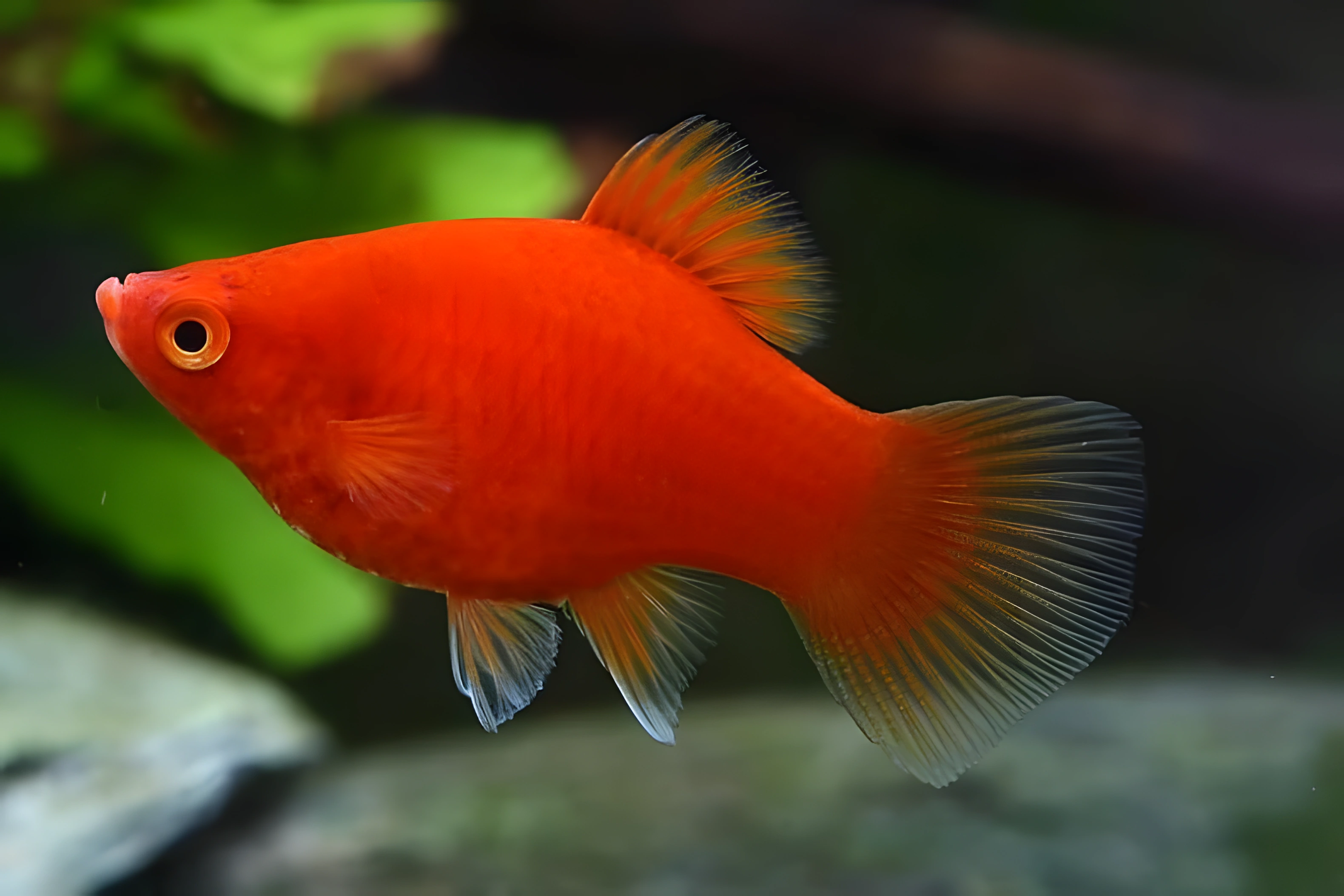 Fotografía del pez de acuario Platy rojo