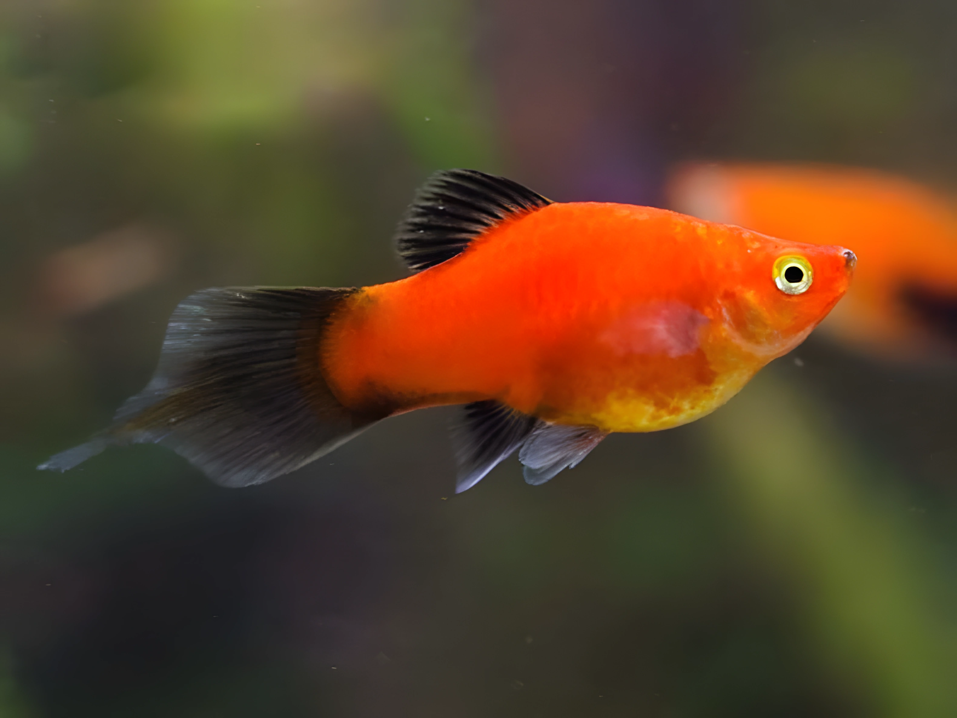 Fotografía del pez de acuario Platy rábano