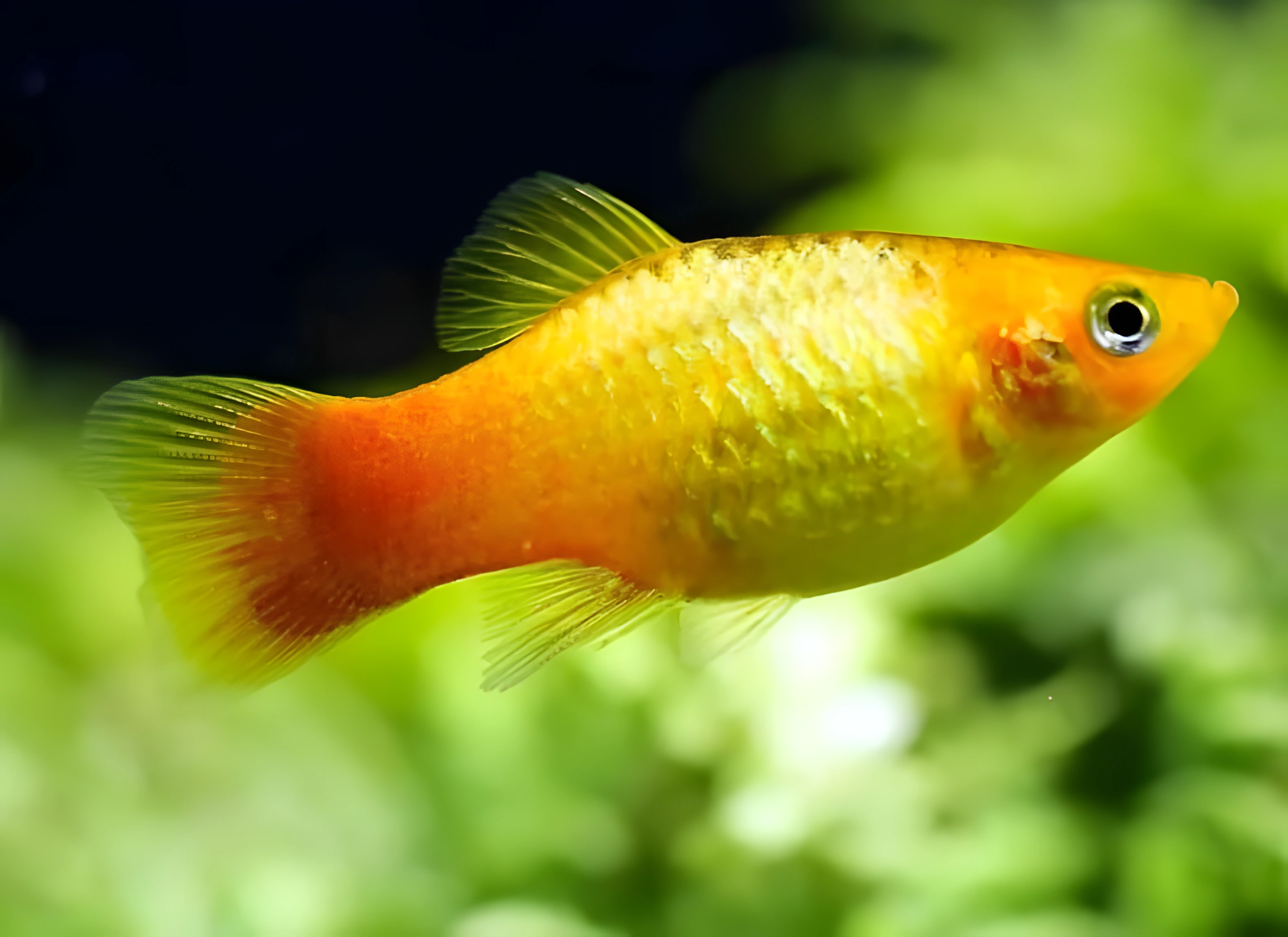 Fotografía del pez de acuario Platy Sunset
