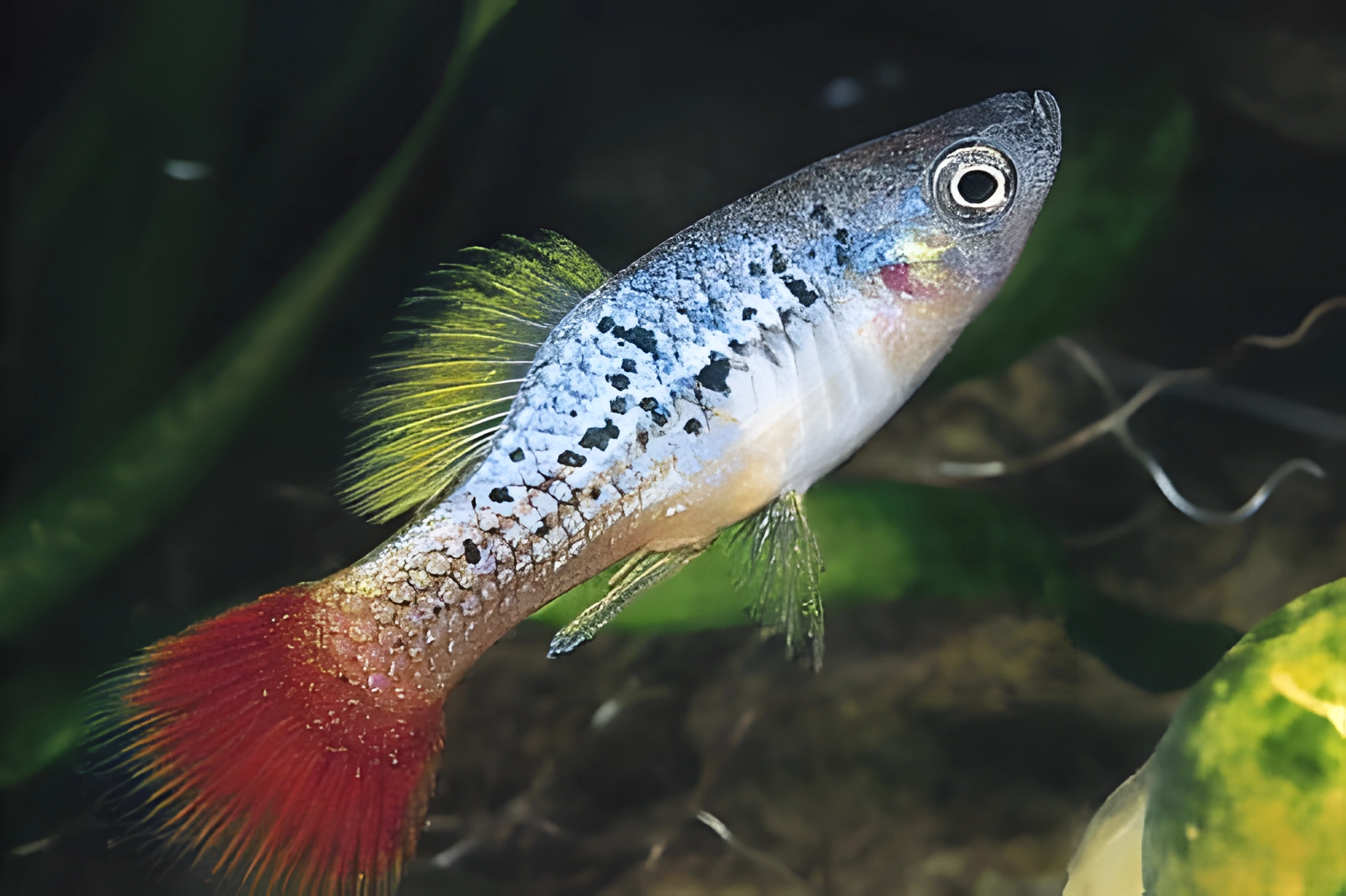 Fotografía del pez de acuario Platy tricolor