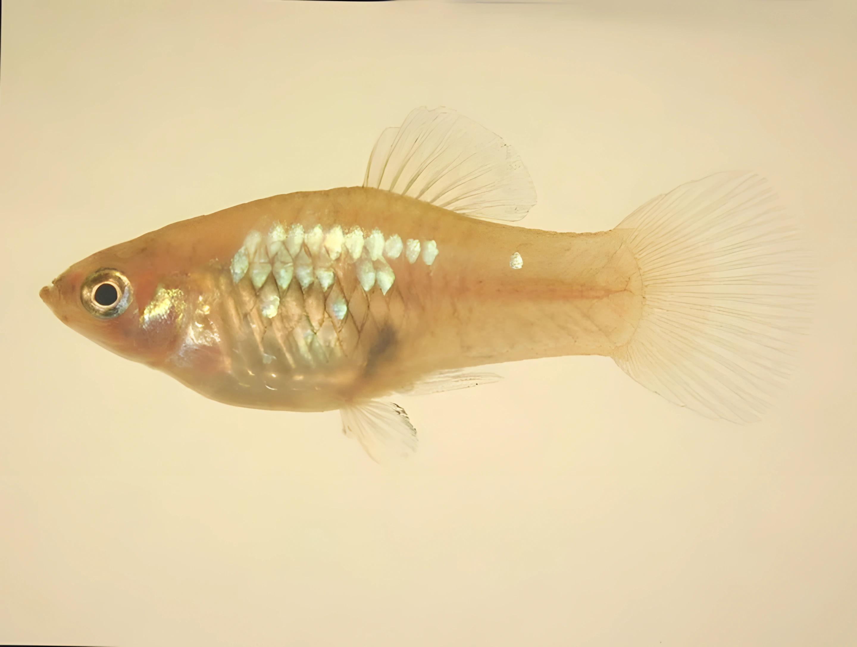 Fotografía del pez de acuario Platy común