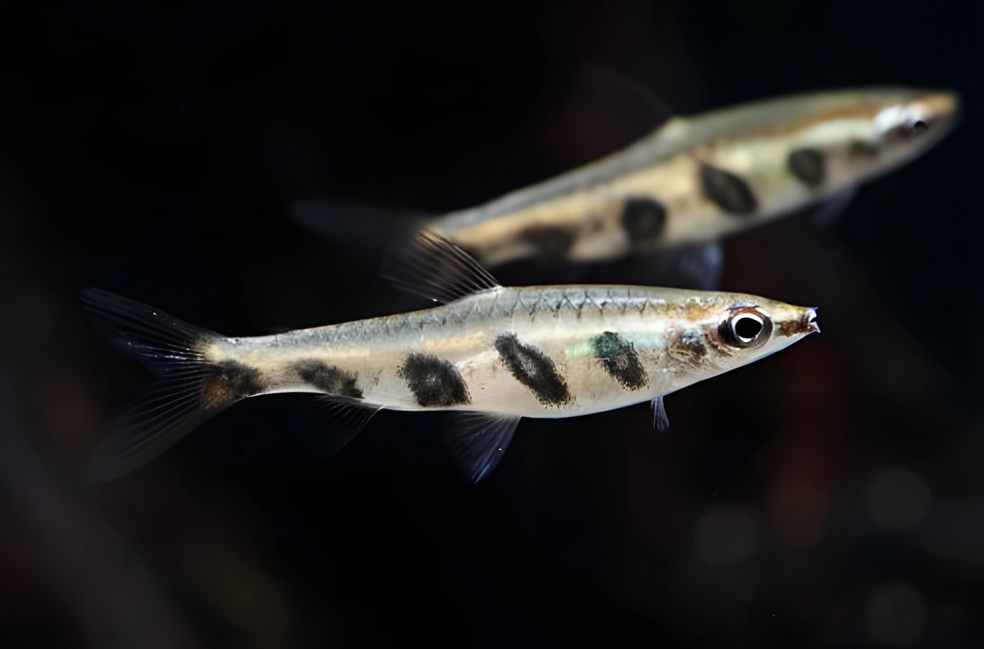 Fotografía del pez de acuario Pez hacha rayado