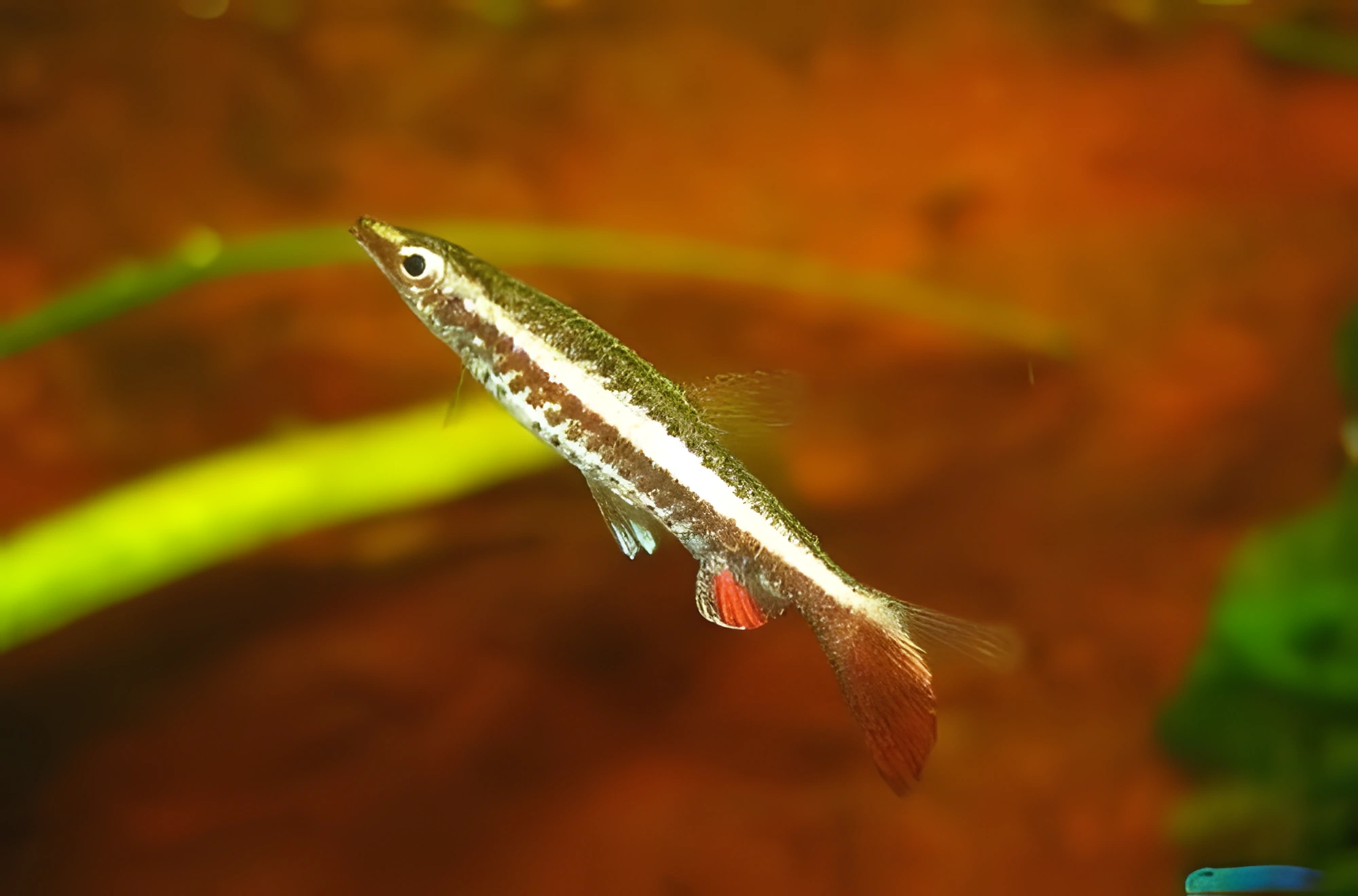 Fotografía del pez de acuario Pez Pez Pez