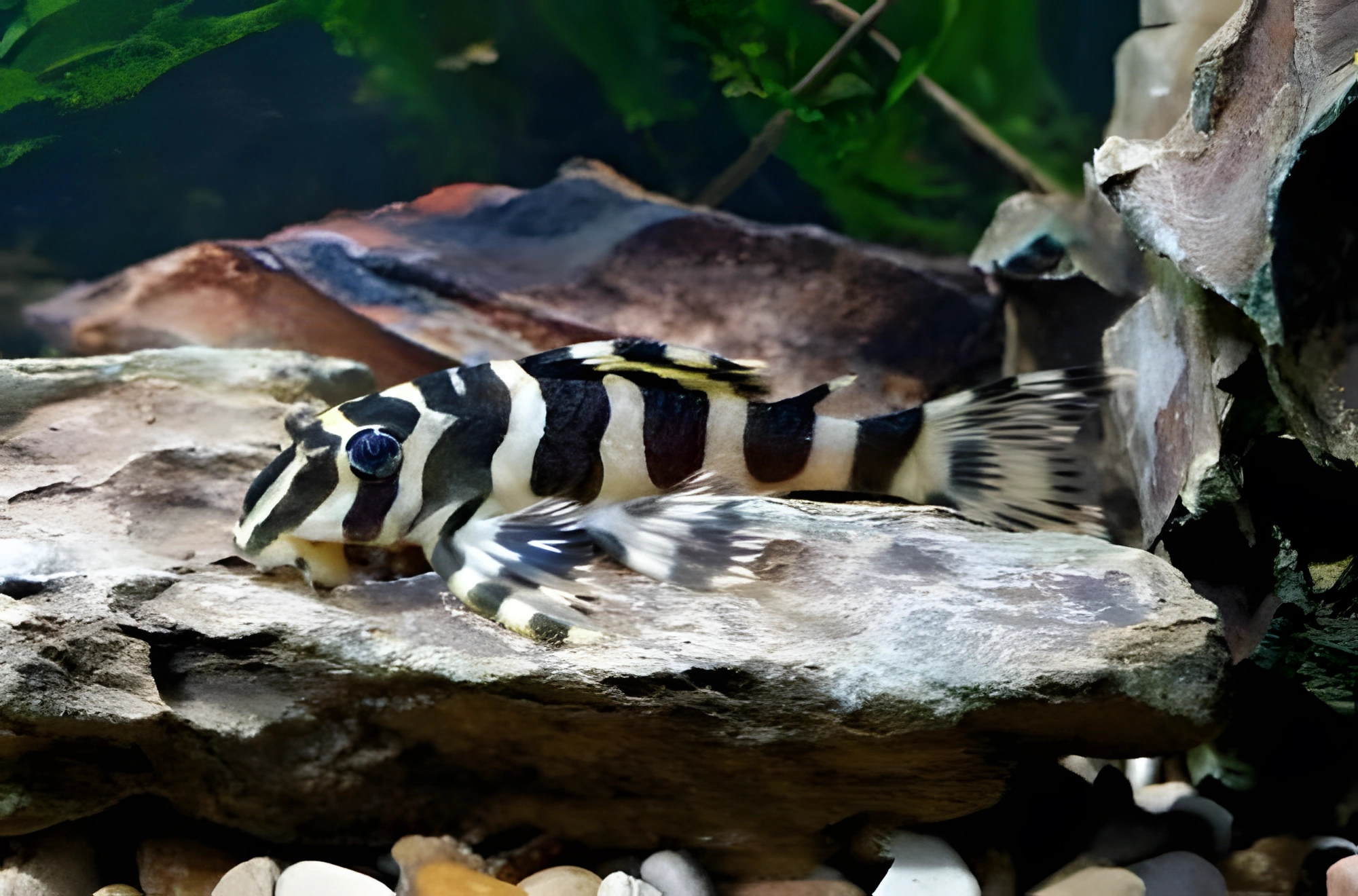 Fotografía del pez de acuario Peckoltia compta