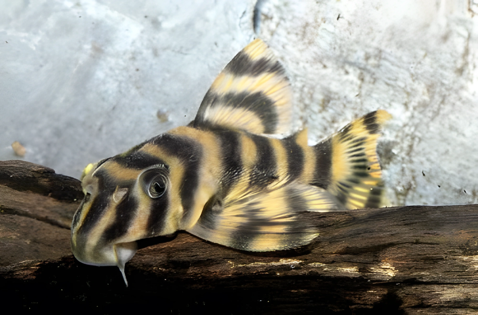 Fotografía del pez de acuario Pecoltia rayada