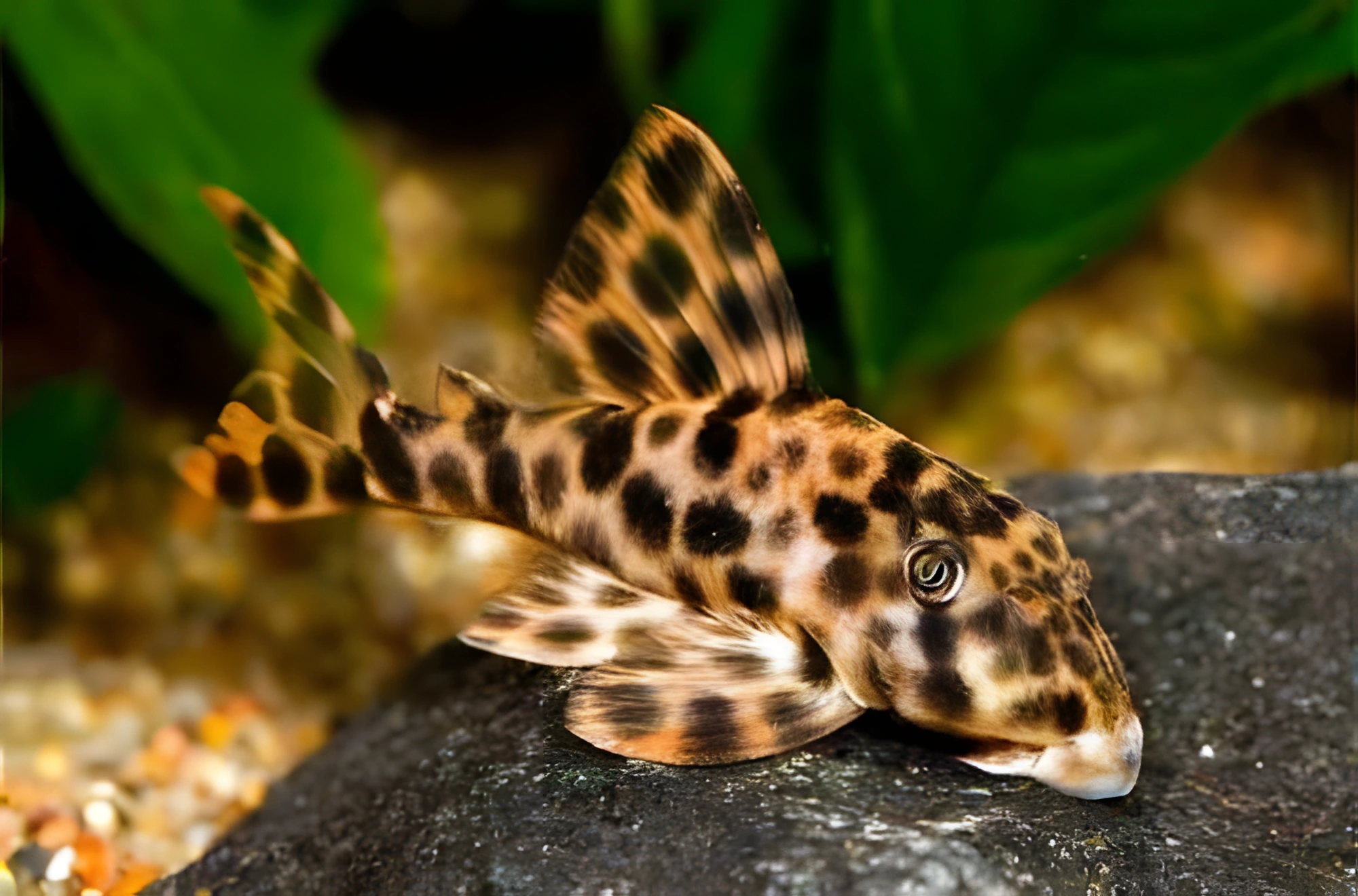 Fotografía del pez de acuario Peckoltia