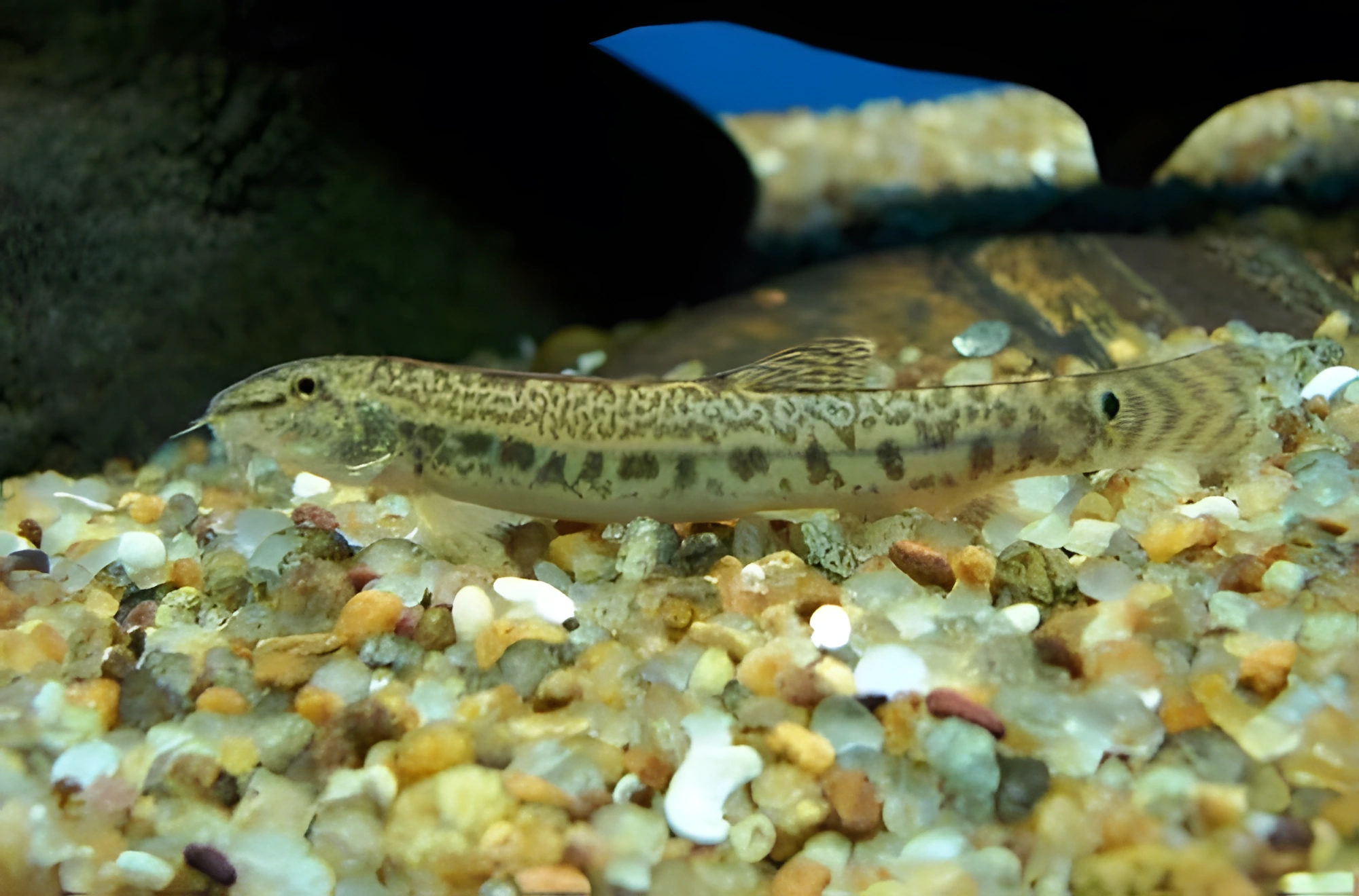 Fotografía del pez de acuario Locha de arena
