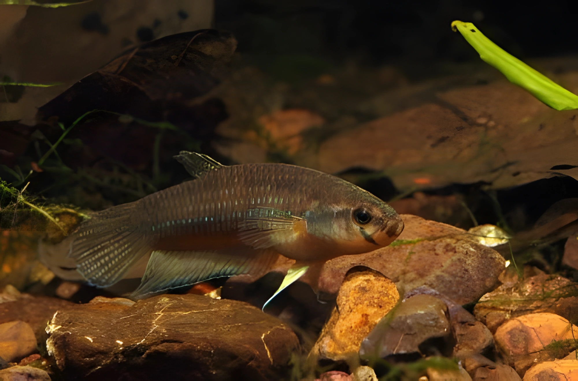 Fotografía del pez de acuario Pez Betta de Anthony