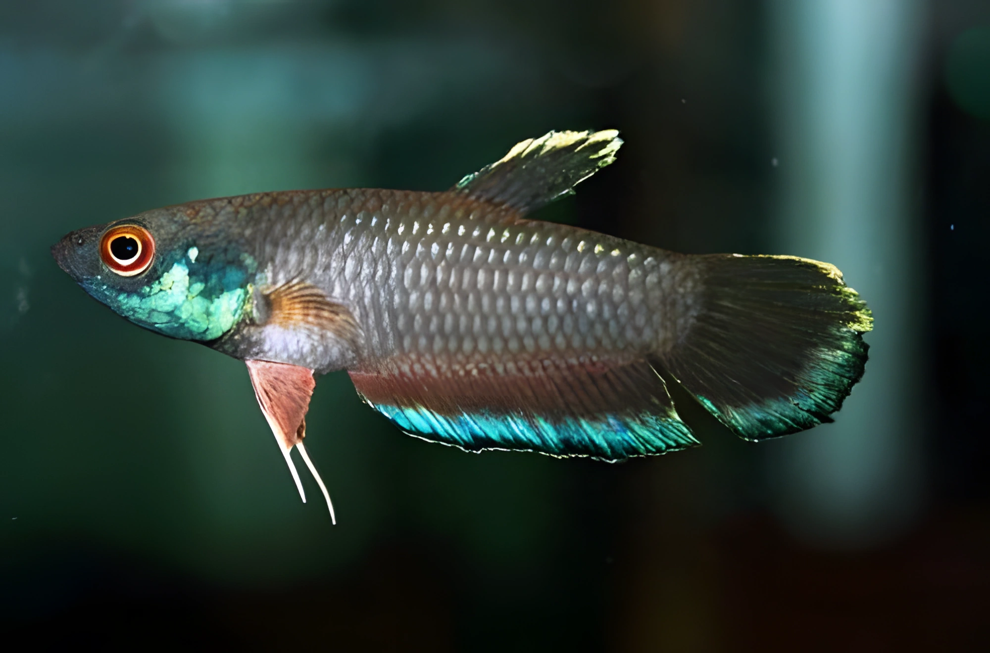 Fotografía del pez de acuario Betta de Borneo