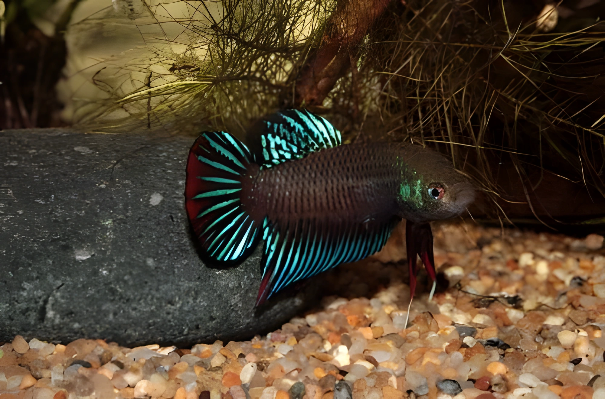 Fotografía del pez de acuario Betta pacífico