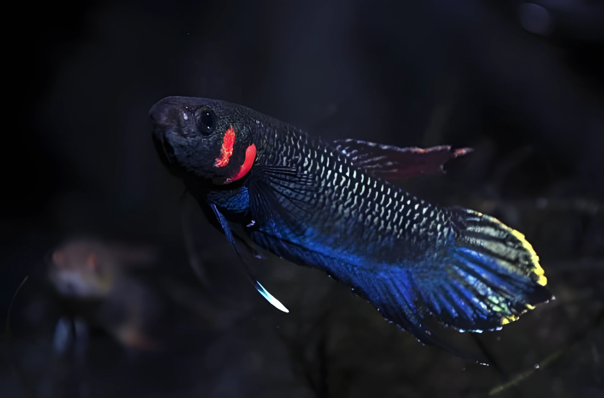 Fotografía del pez de acuario Betta de Foersch
