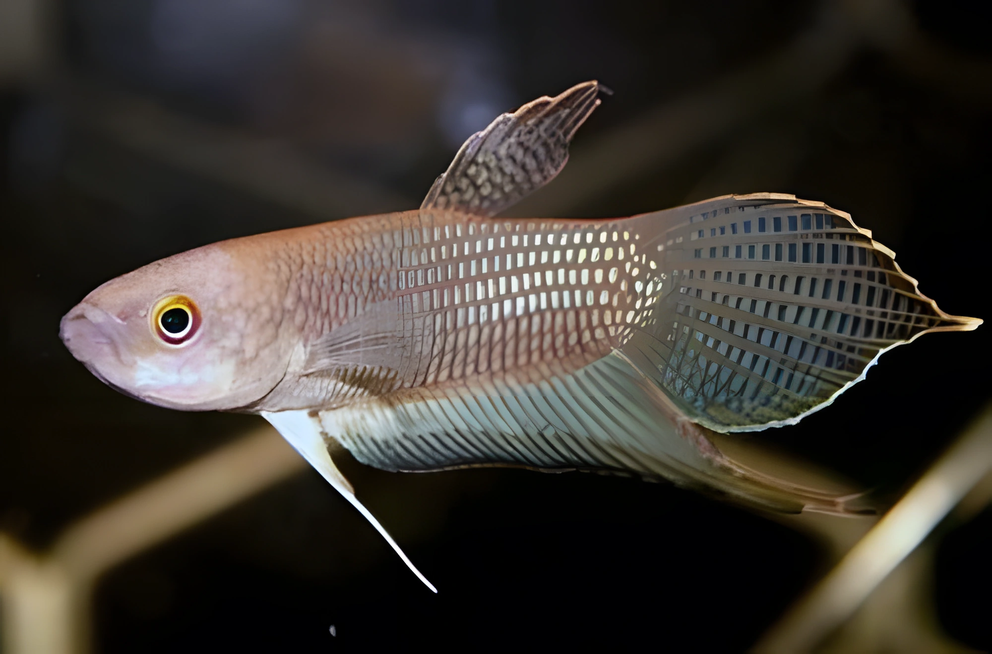 Fotografía del pez de acuario Betta de los iban