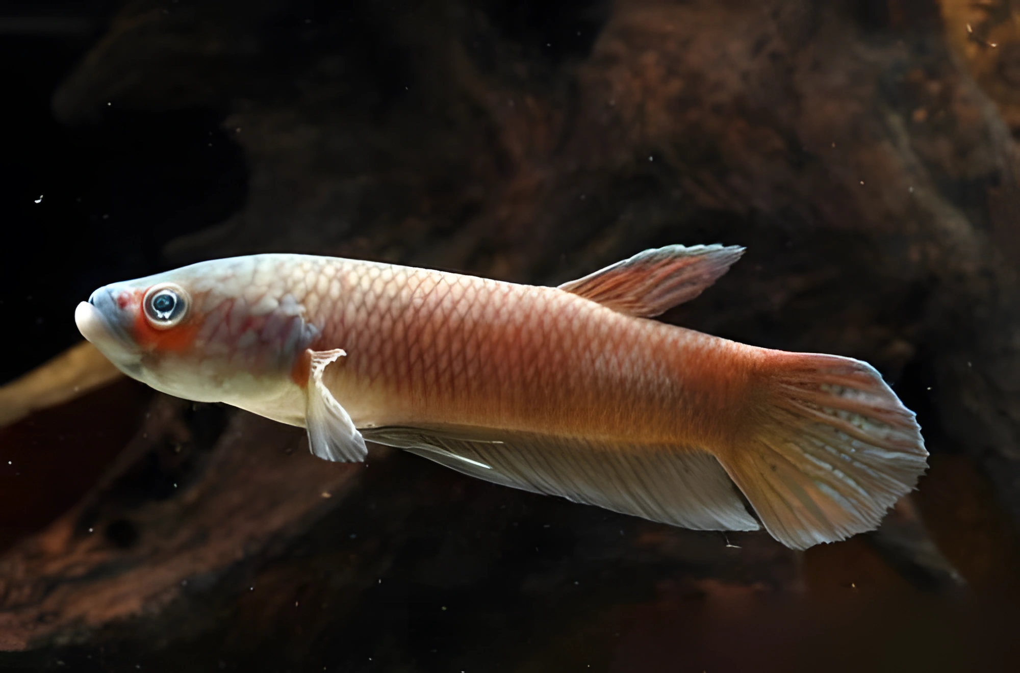 Fotografía del pez de acuario Pez Betta de Idei