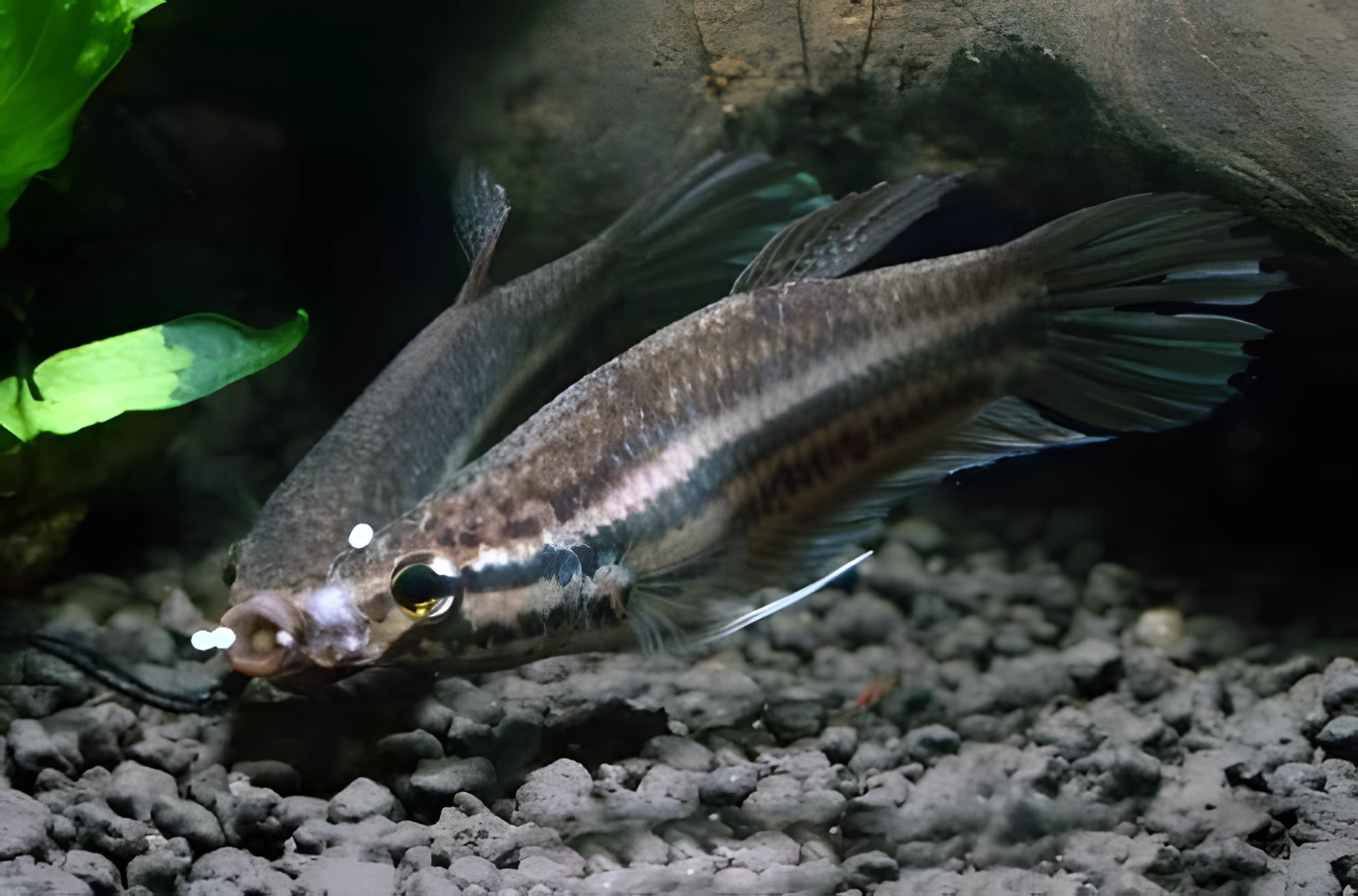 Fotografía del pez de acuario Betta prima