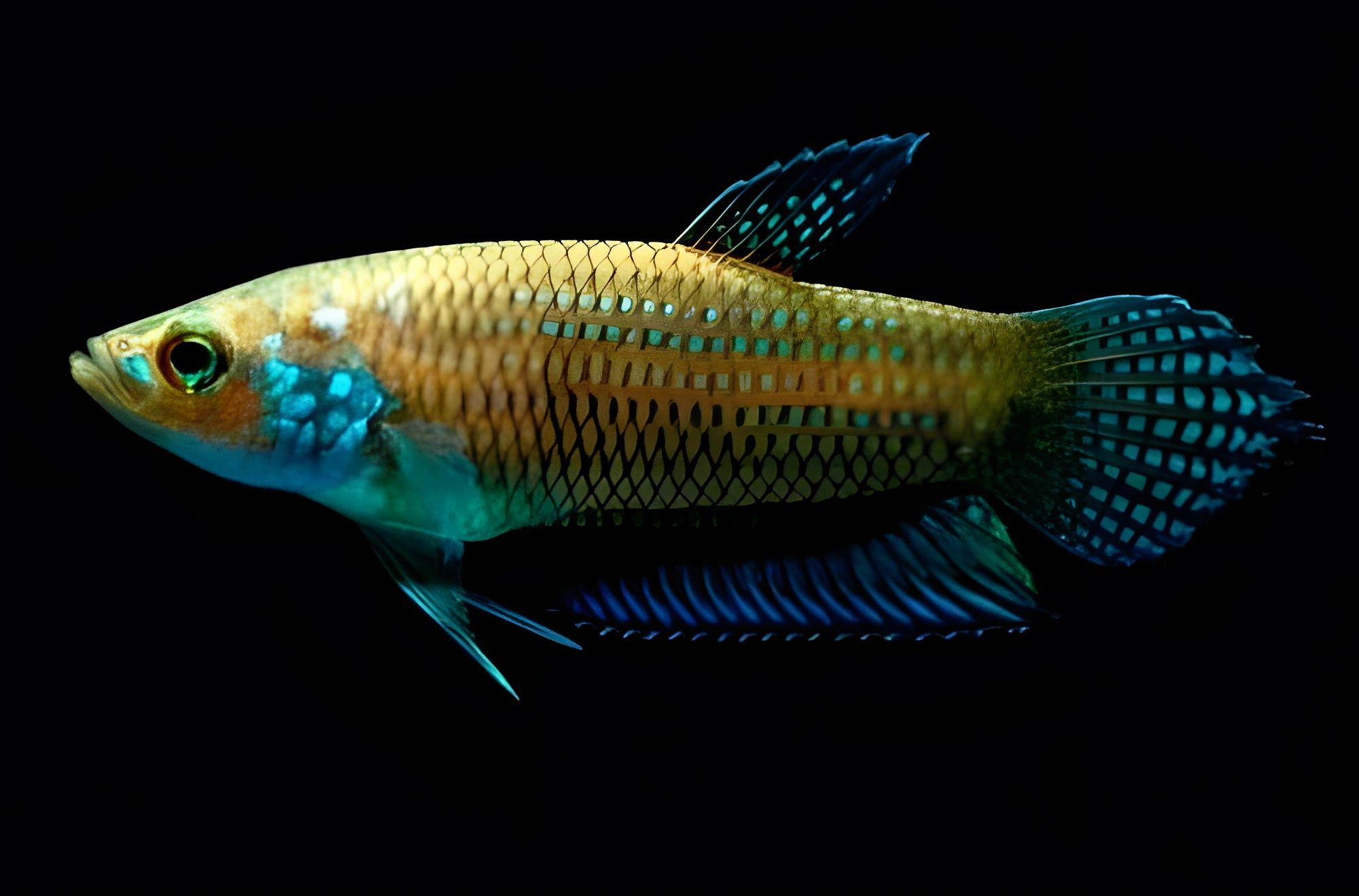 Fotografía del pez de acuario Betta stigmosa