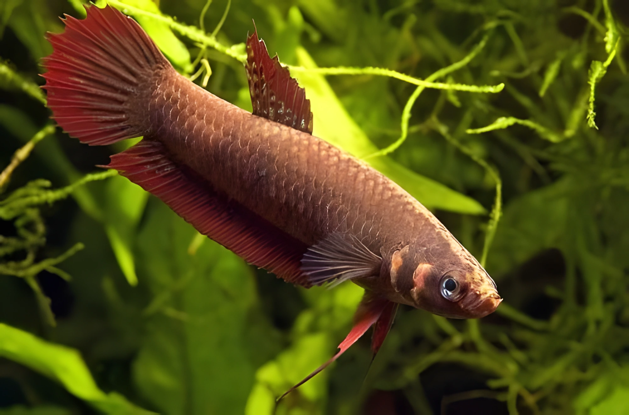 Fotografía del pez de acuario Betta vino