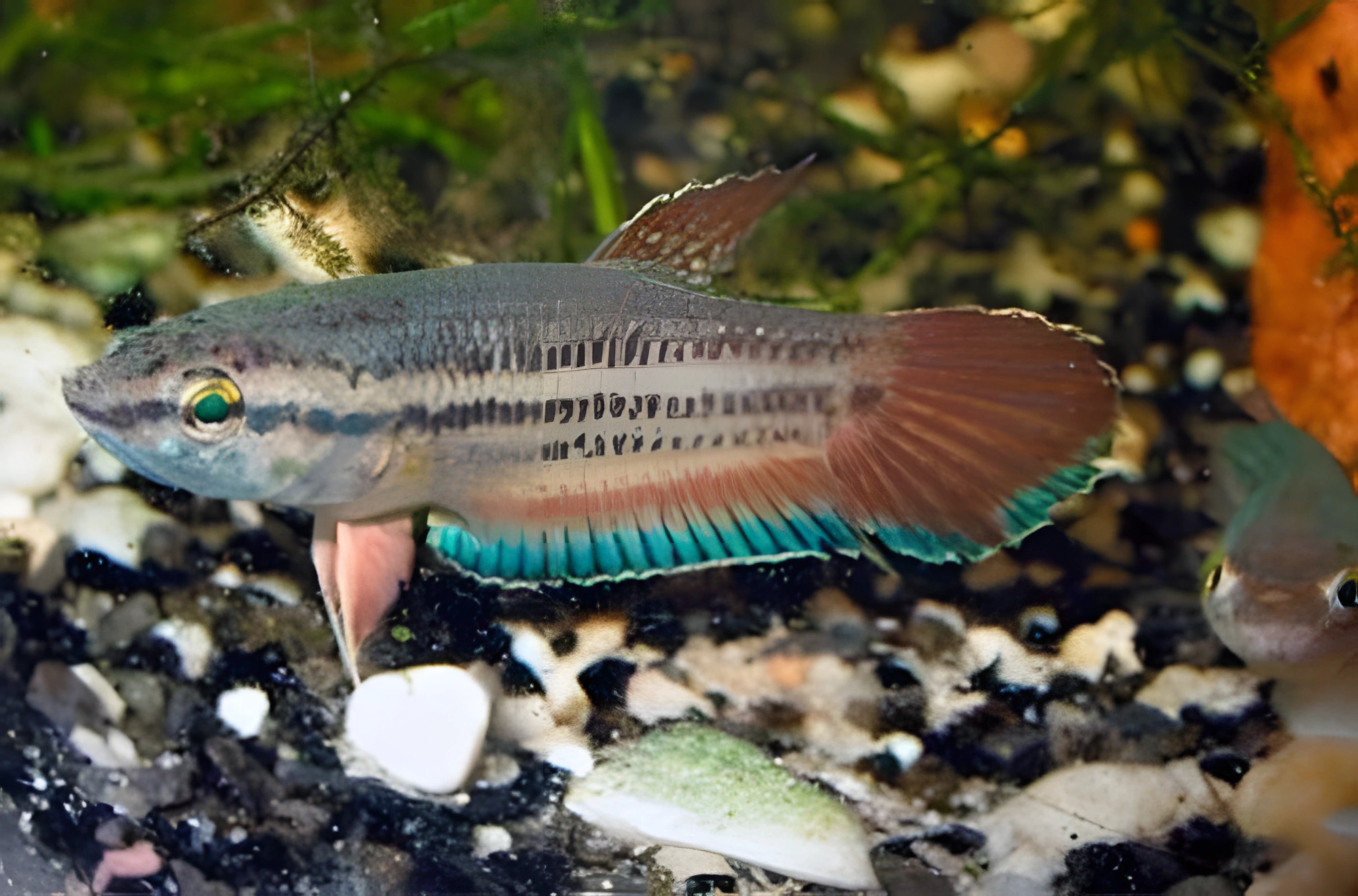 Fotografía del pez de acuario Betta javanés