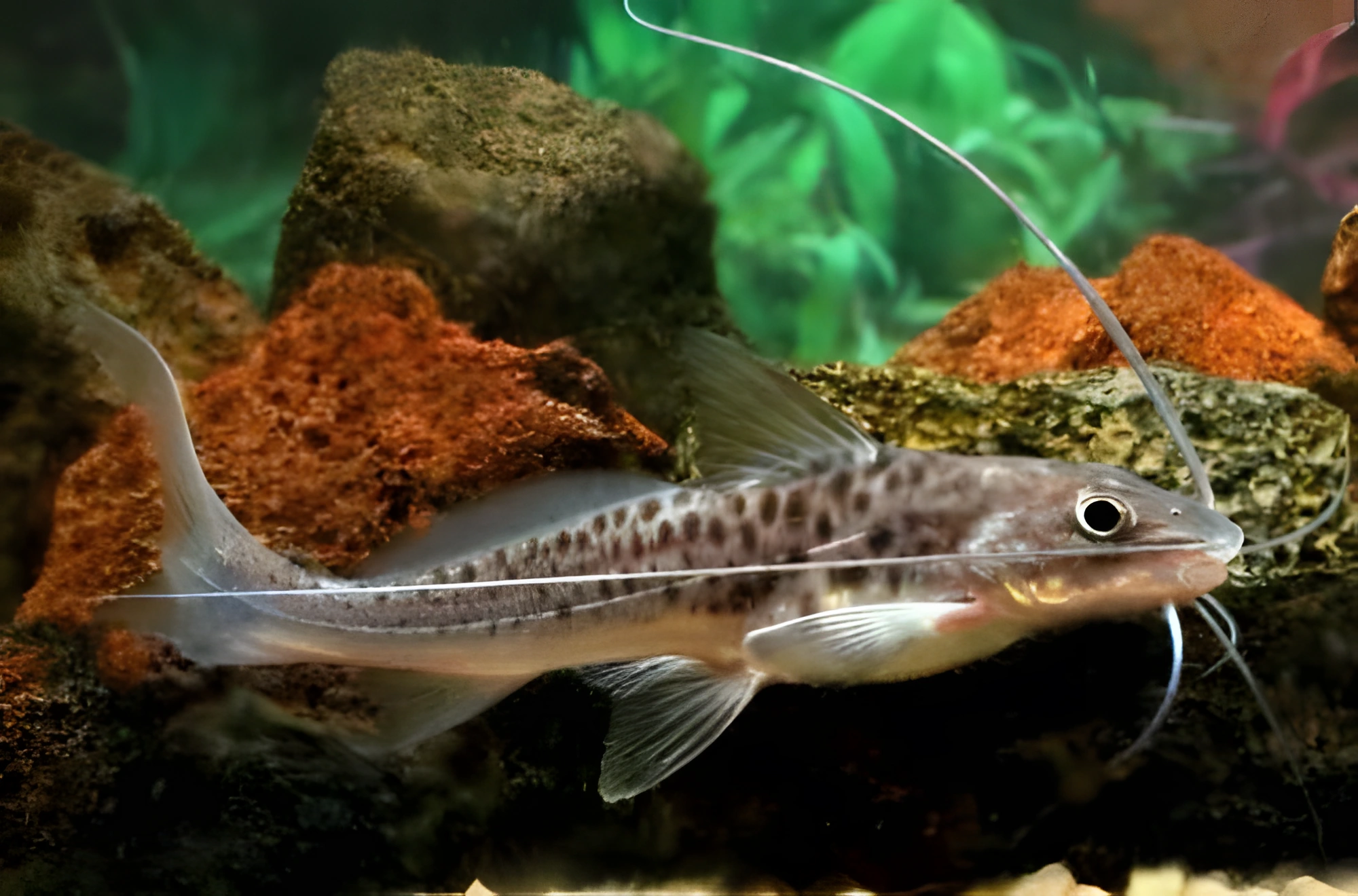 Fotografía del pez de acuario Pimelodus manchado