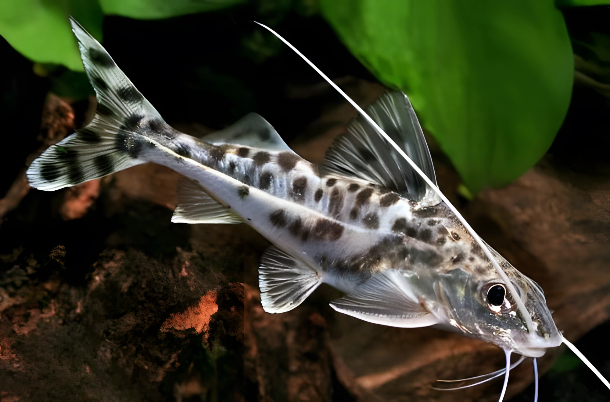 Fotografía del pez de acuario Pimelodus ornamentado