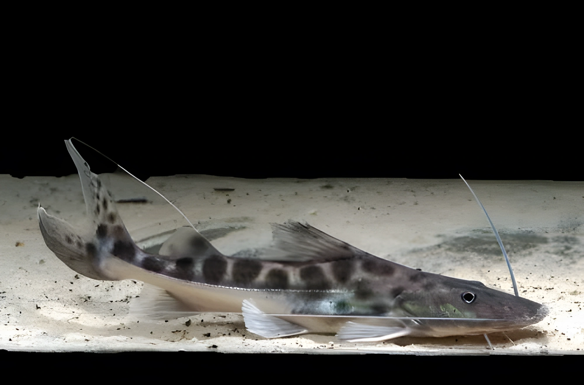 Fotografía del pez de acuario Piraíba