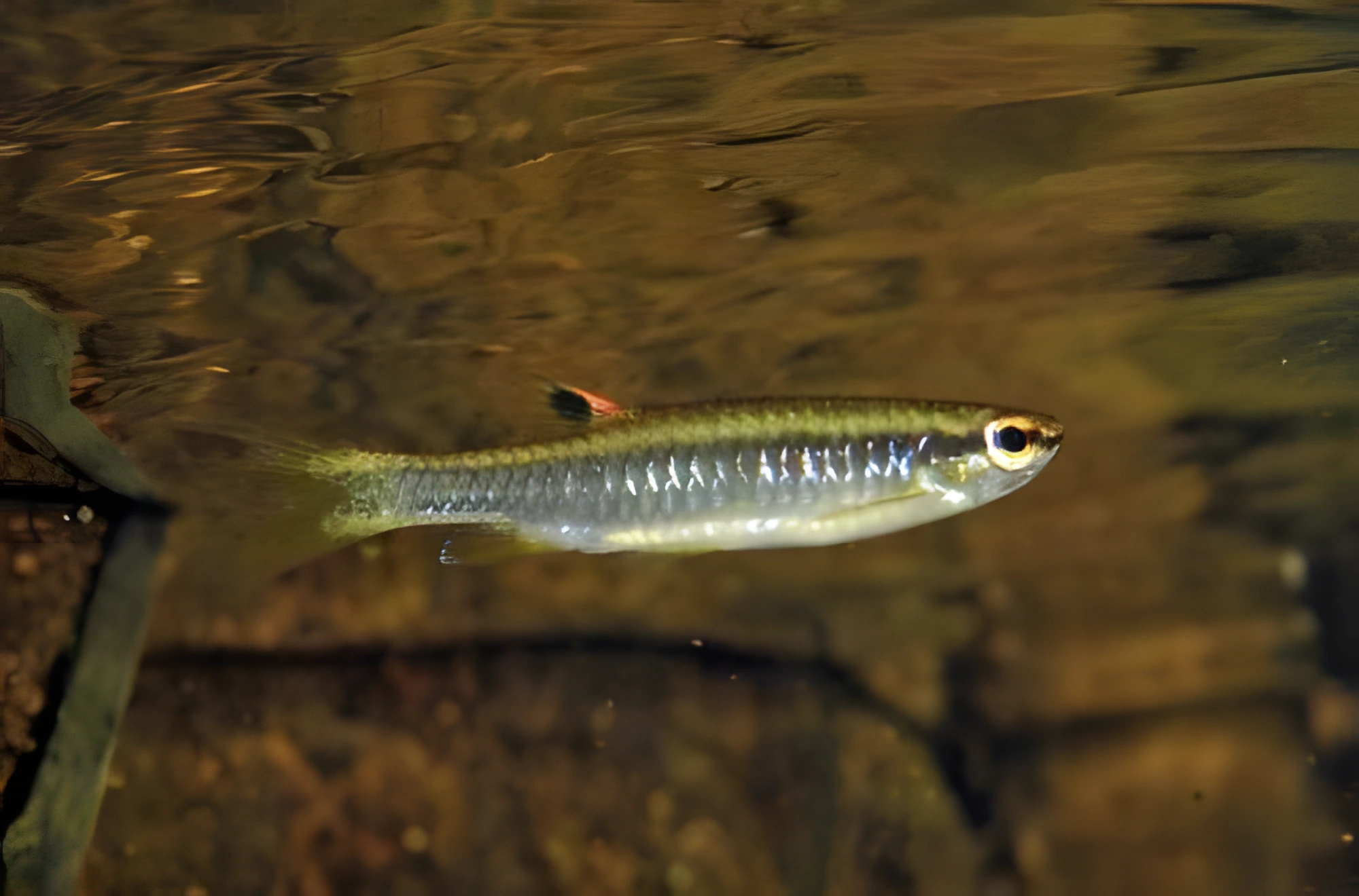 Fotografía del pez de acuario Pirrulina filamentosa