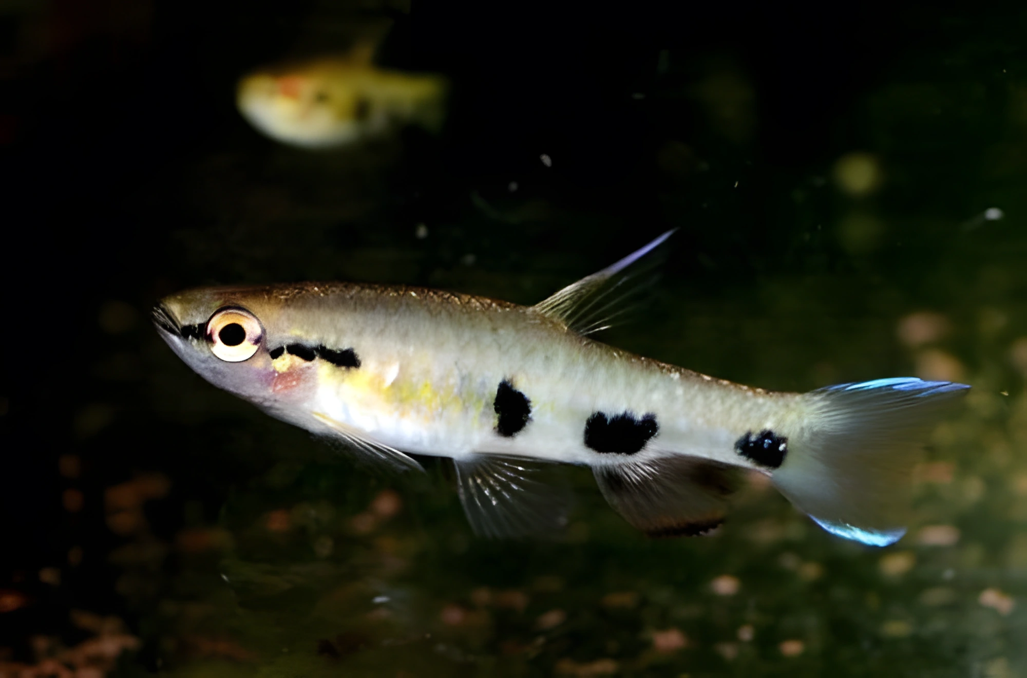Fotografía del pez de acuario Pirrulina de banda