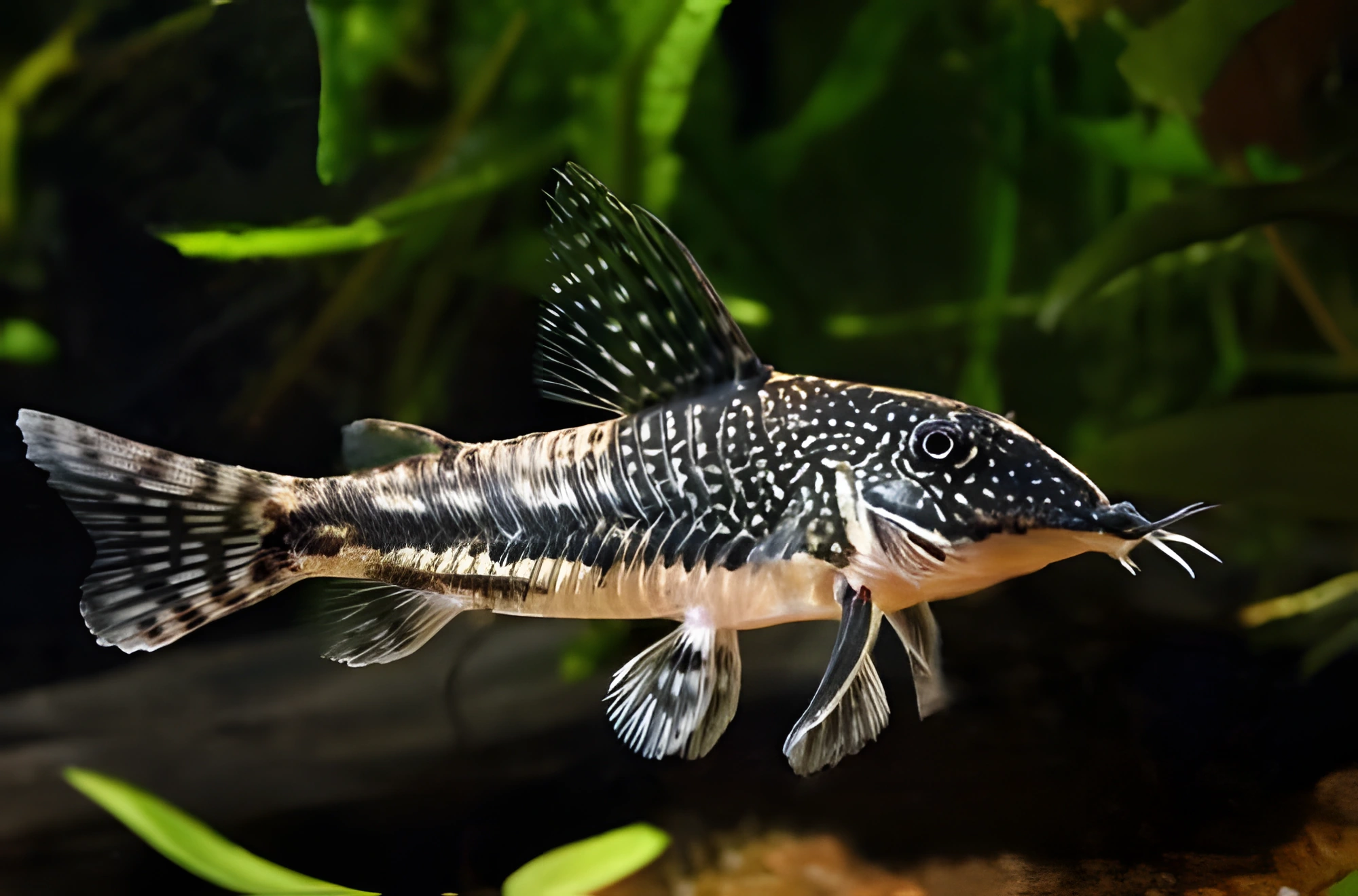 Fotografía del pez de acuario Coridora Barbudo