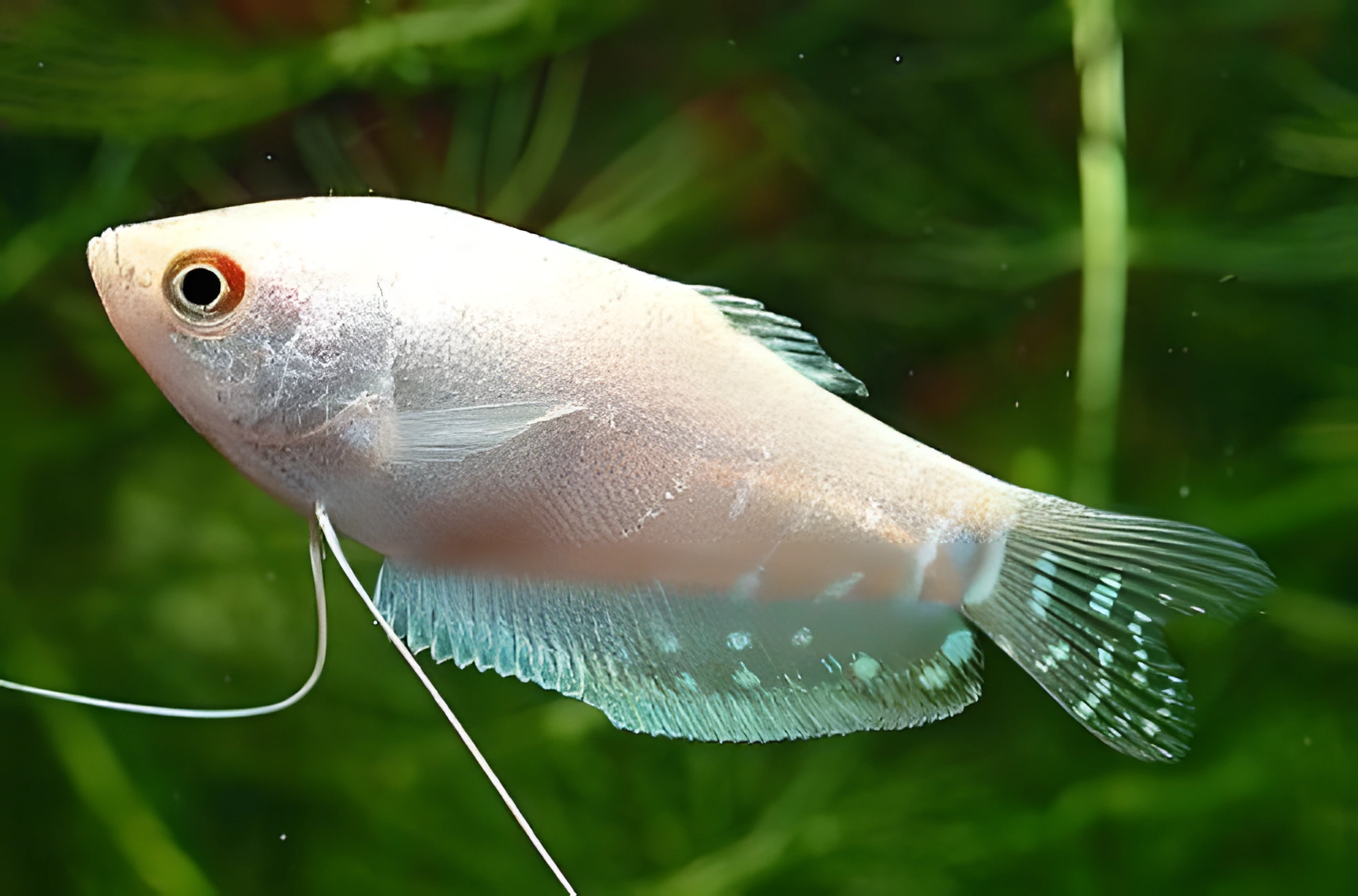 Fotografía del pez de acuario Gurami Platino