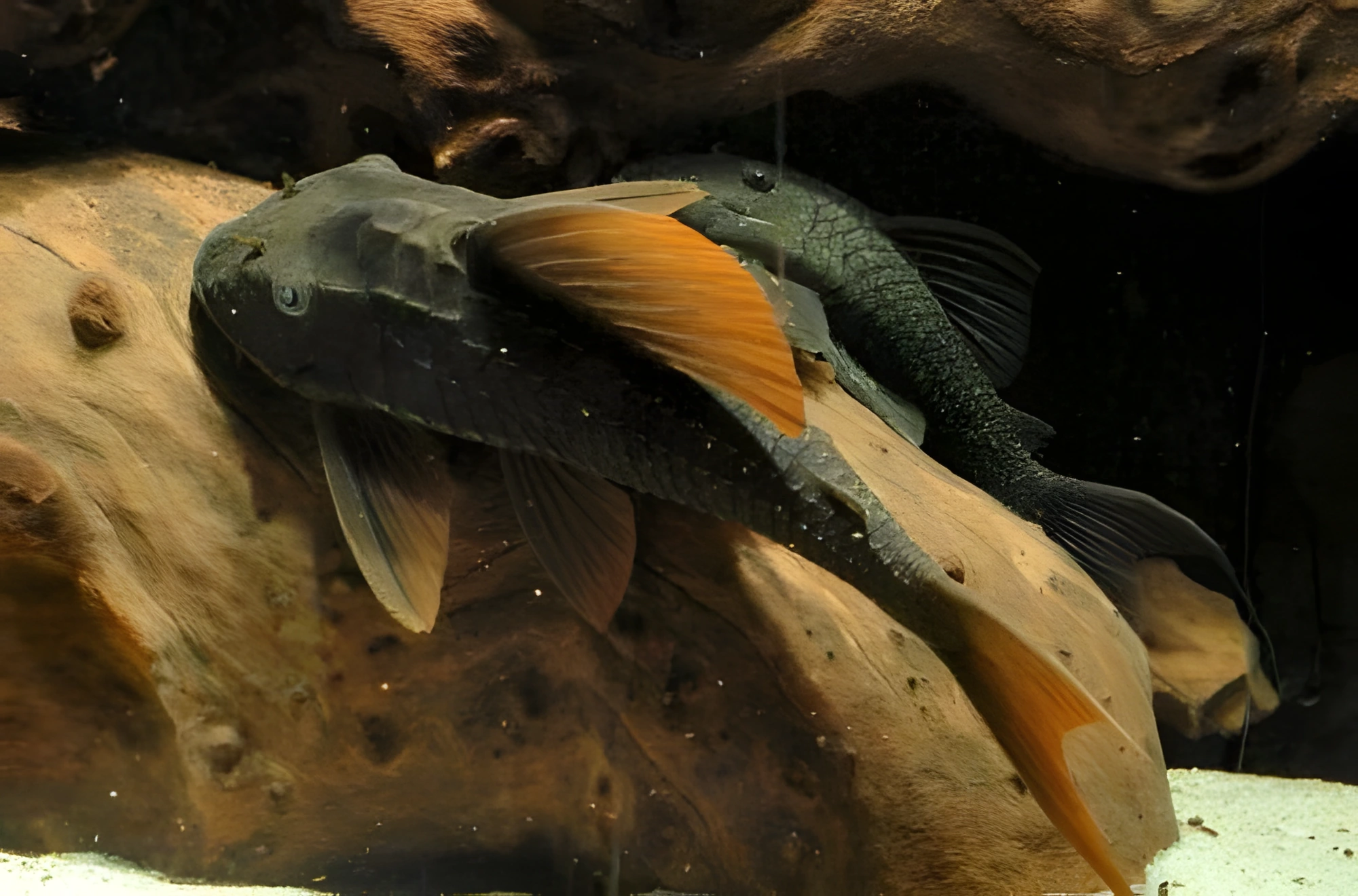 Fotografía del pez de acuario Pez pleco Cochliodon