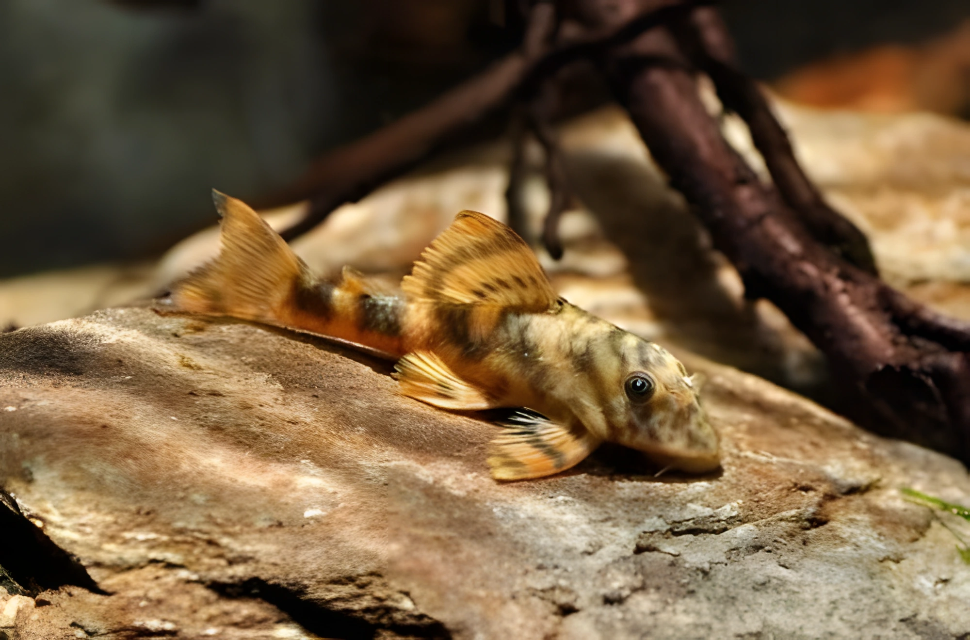 Fotografía del pez de acuario Pez pleco Peckoltia