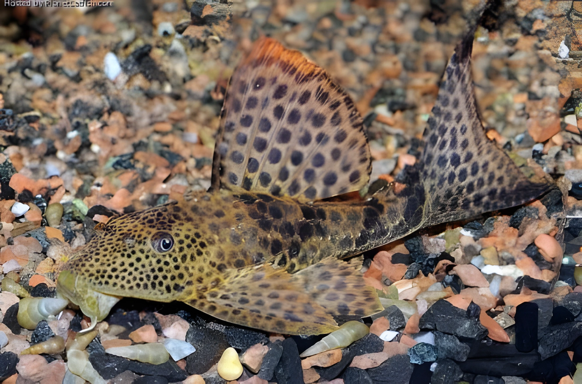 Fotografía del pez de acuario Pez limpiafondos manchado