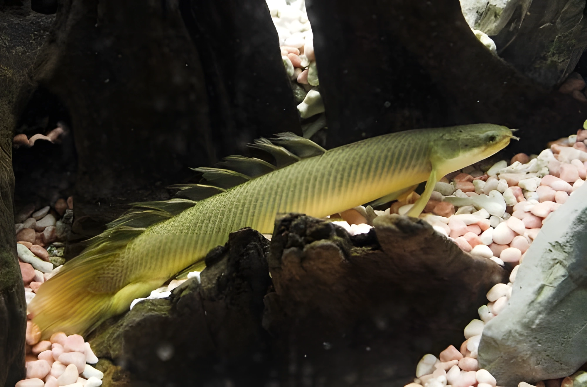 Fotografía del pez de acuario Polypterus