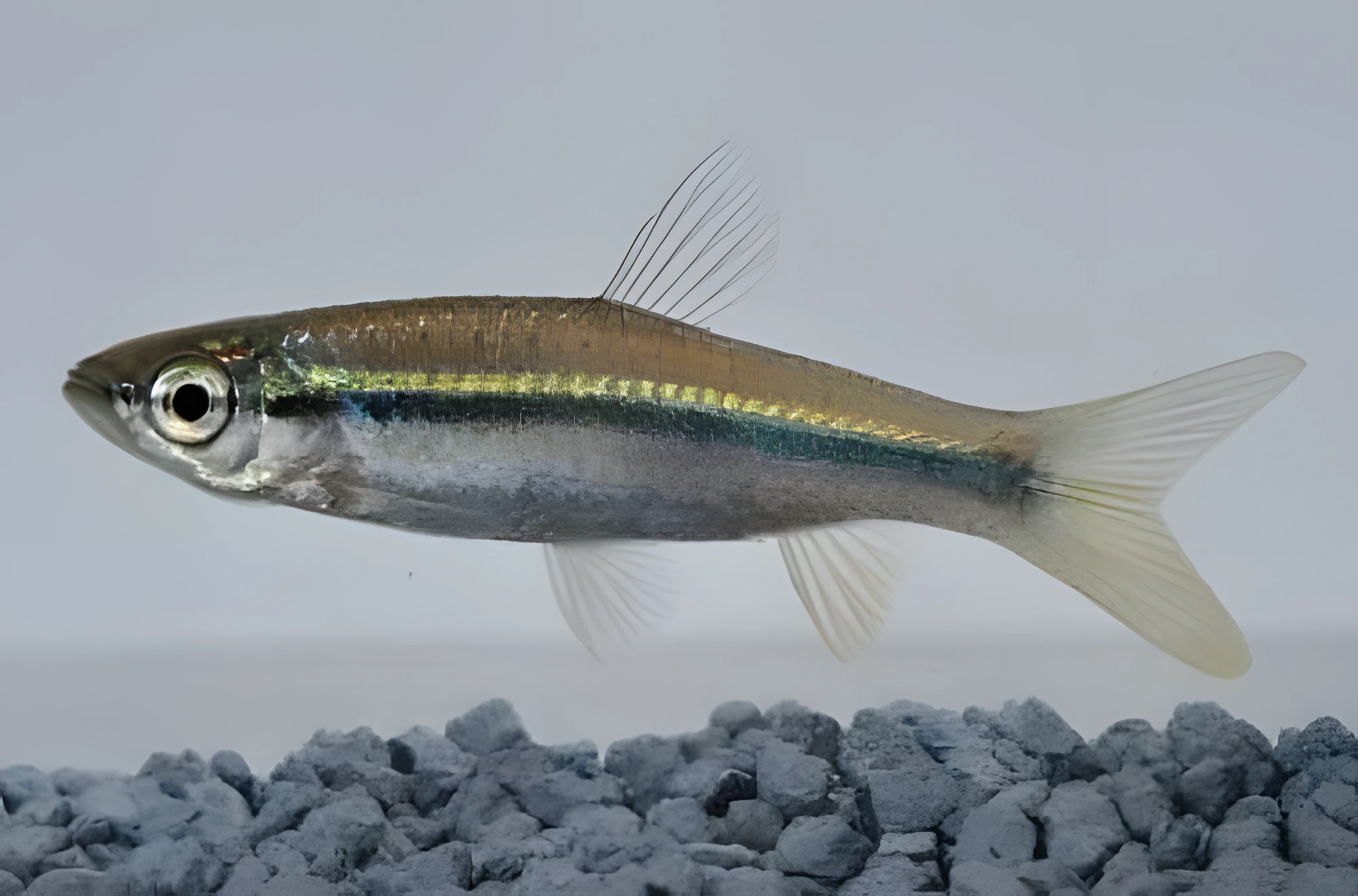 Fotografía del pez de acuario Rasbora rayada