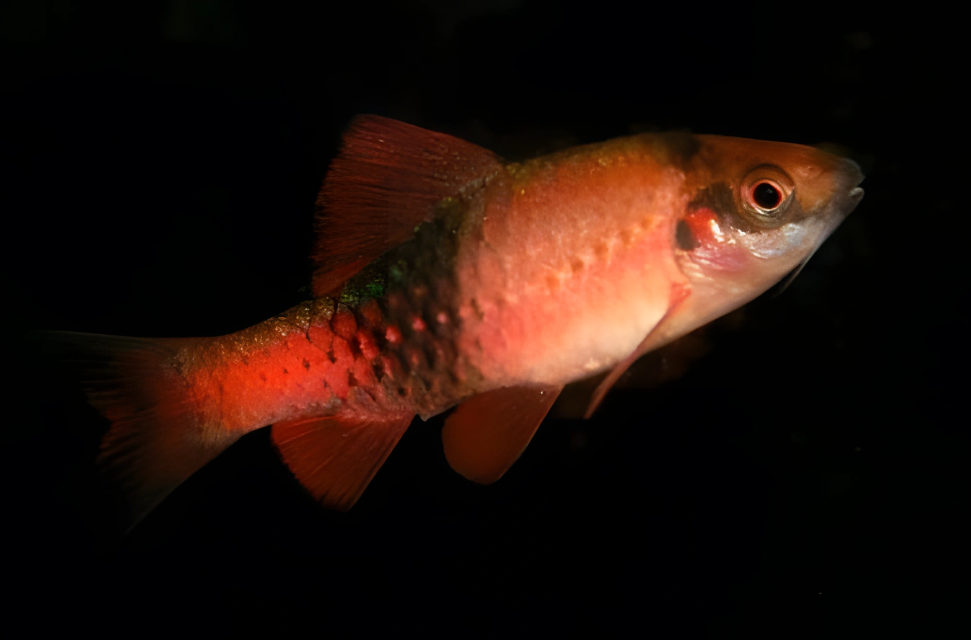 Fotografía del pez de acuario Barbo rayado