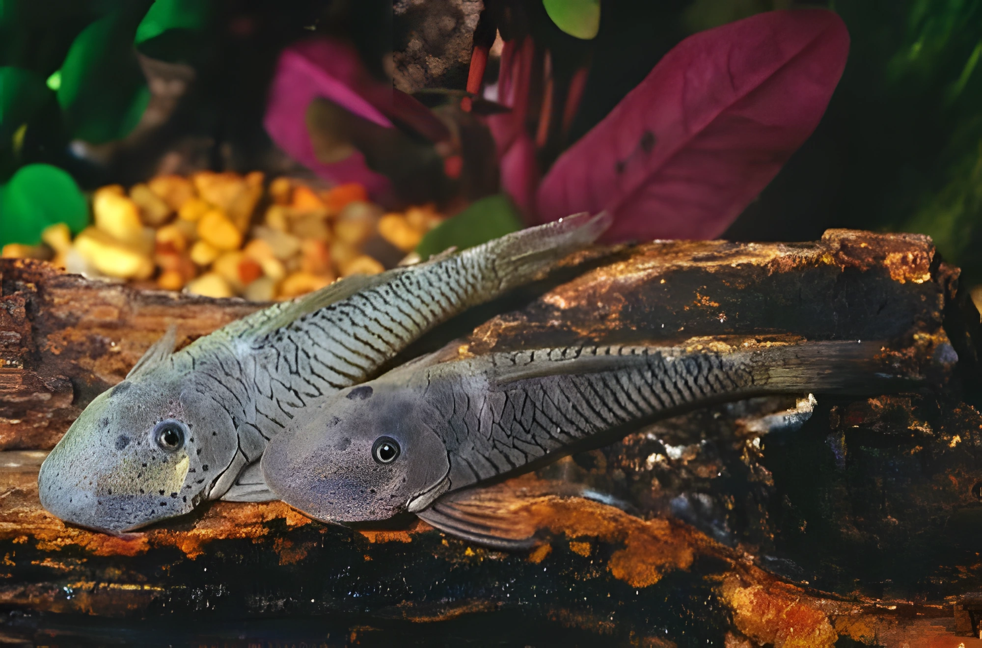 Fotografía del pez de acuario «Pez gato bulldog rayado»