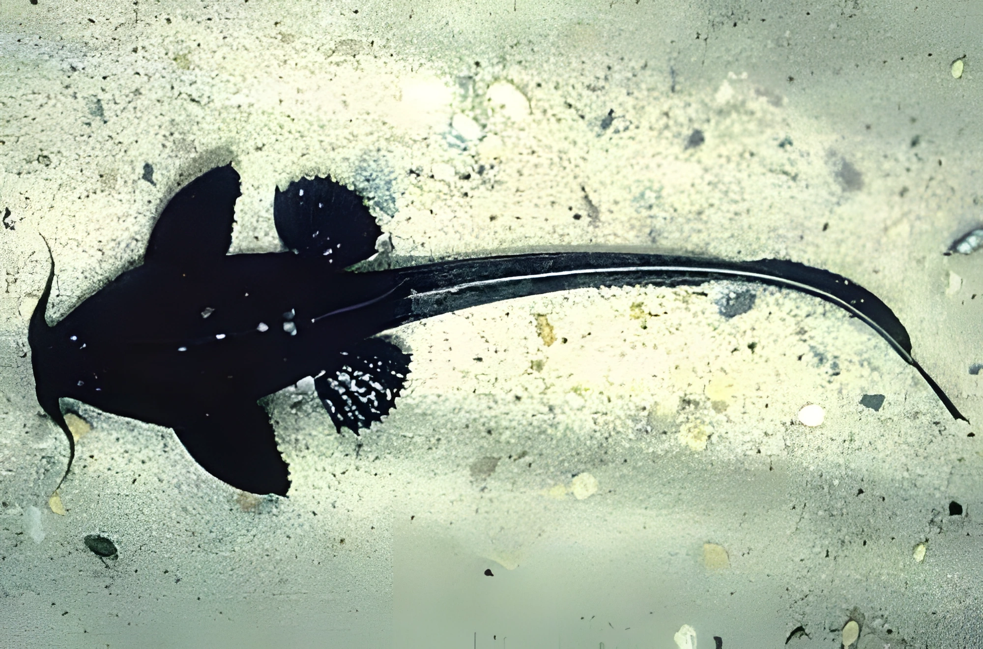 Fotografía del pez de acuario Pez gato banjo rayado