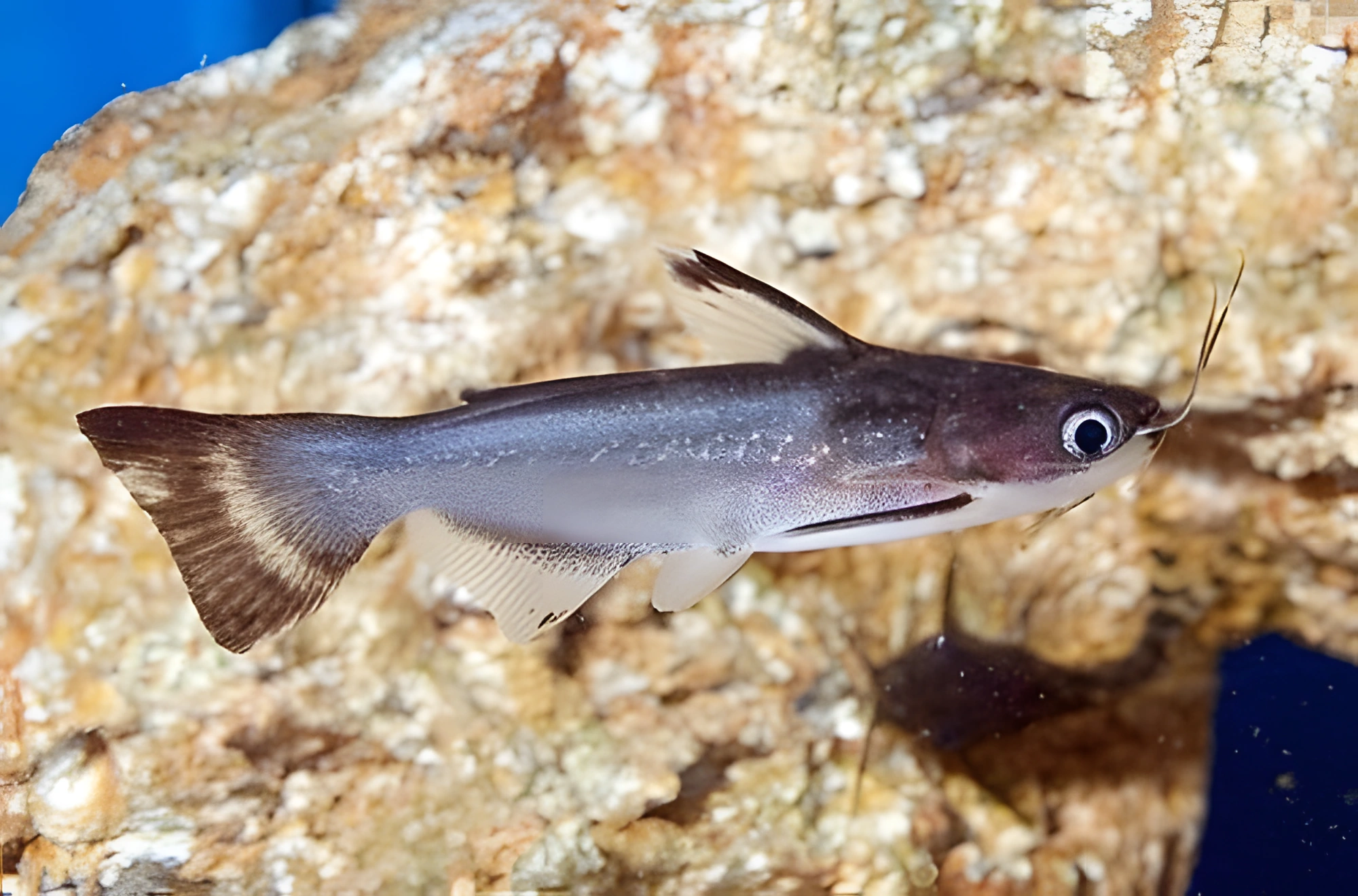 Fotografía del pez de acuario Pez gato de medianoche
