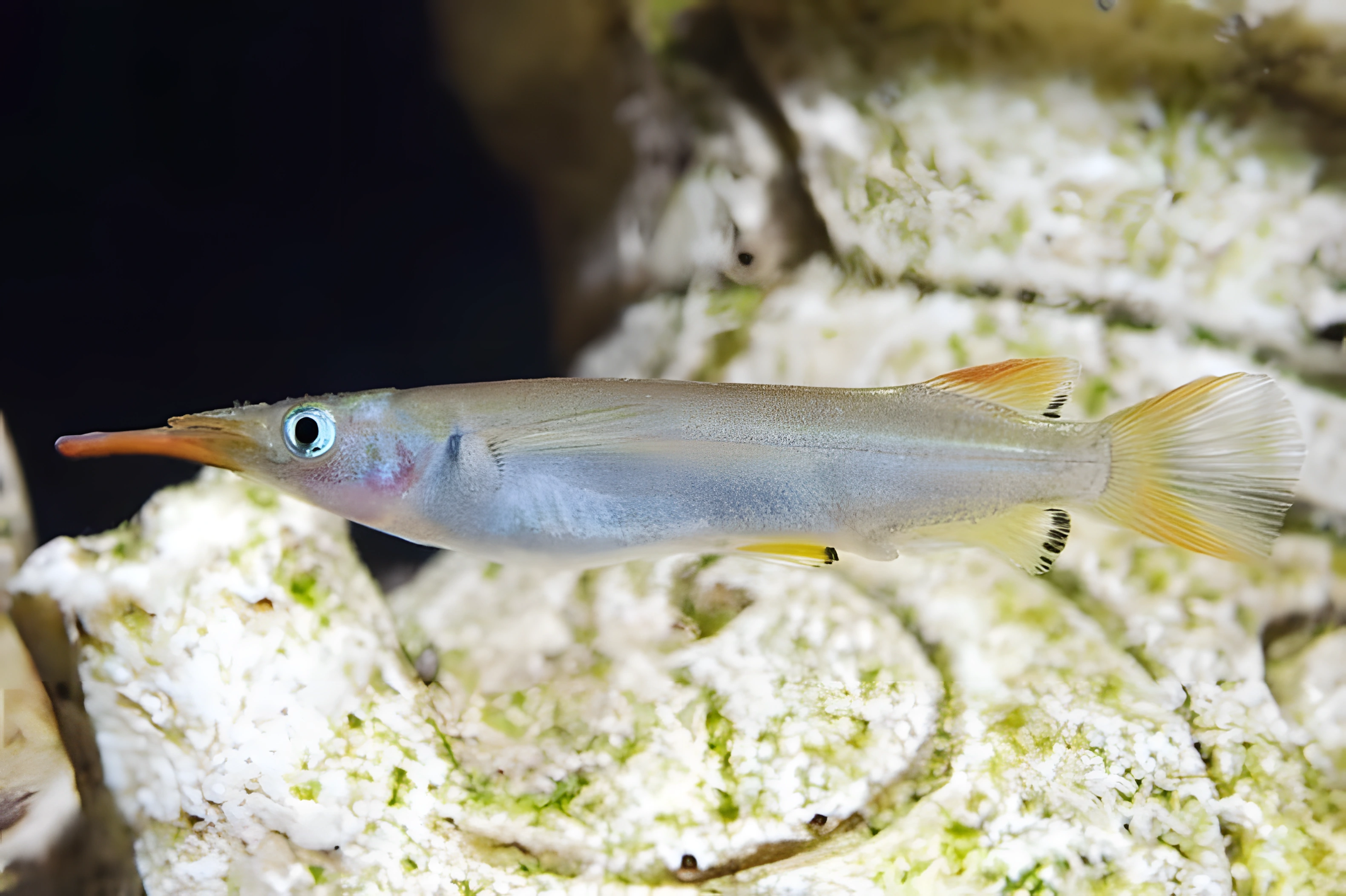 Fotografía del pez de acuario Pez aguja de Ravnak