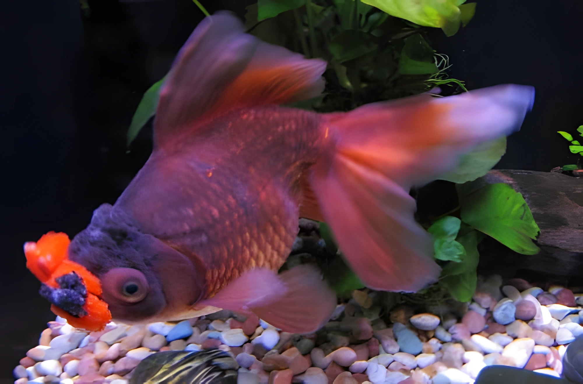 Fotografía del pez de acuario Pompón