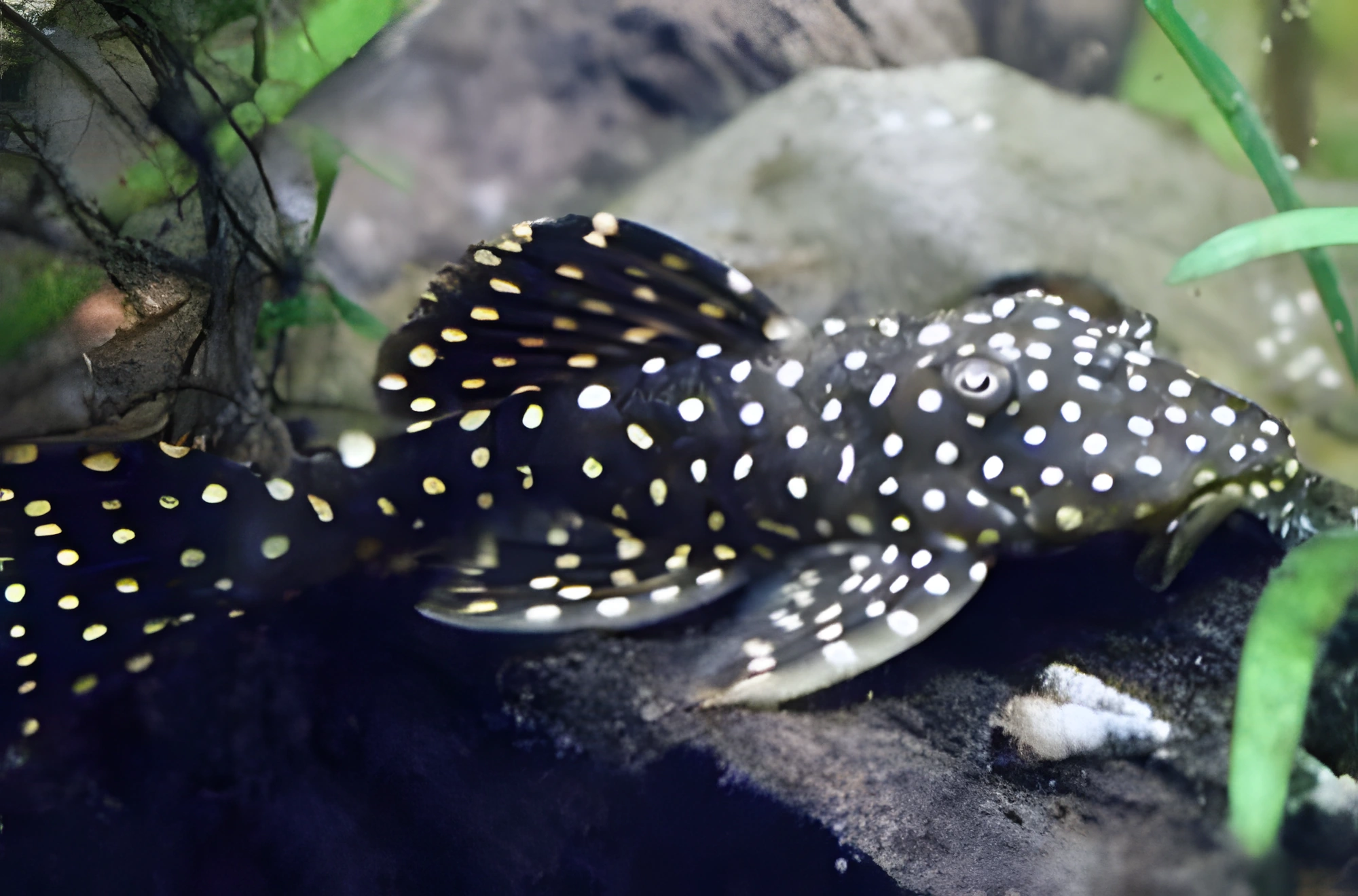 Fotografía del pez de acuario Pleco galaxia