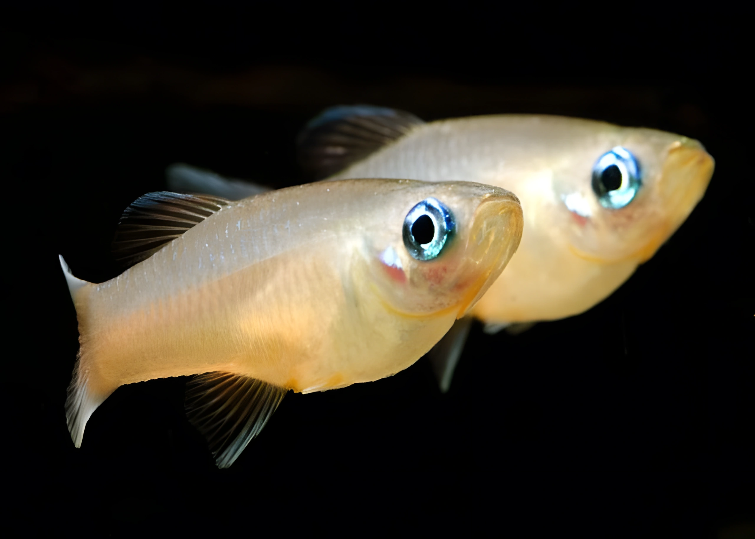 Fotografía del pez de acuario Priapella de ojos azules