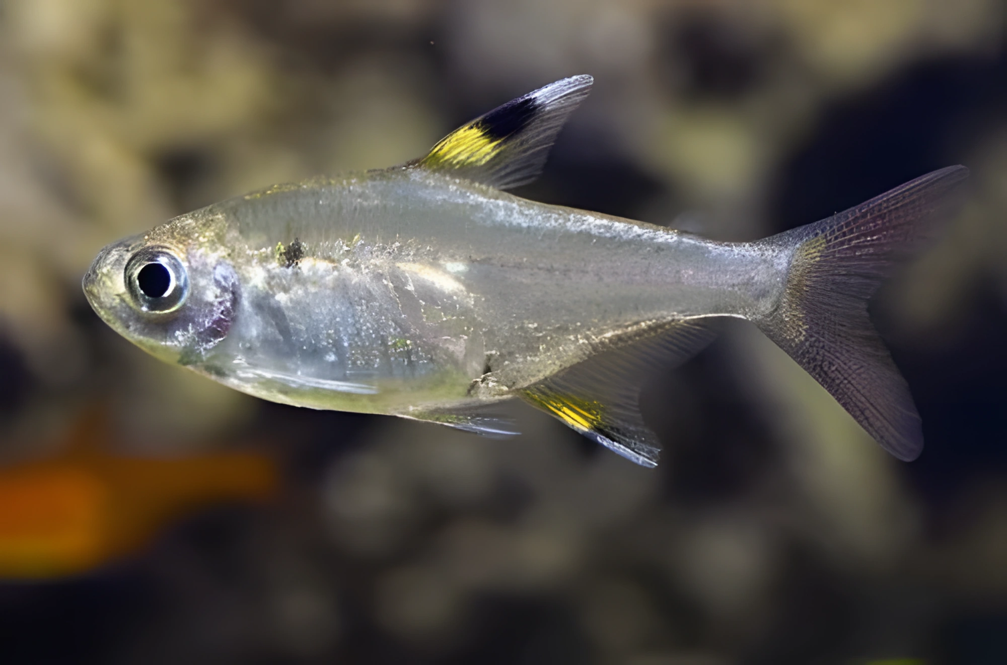 Fotografía del pez de acuario Pristella albina