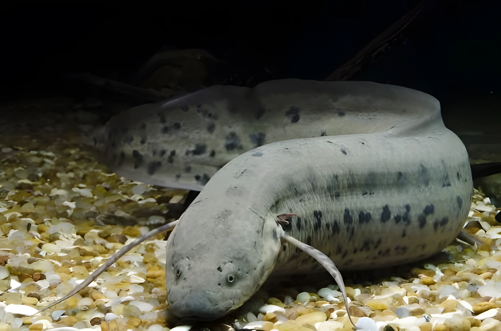 Fotografía del pez de acuario Protopterus