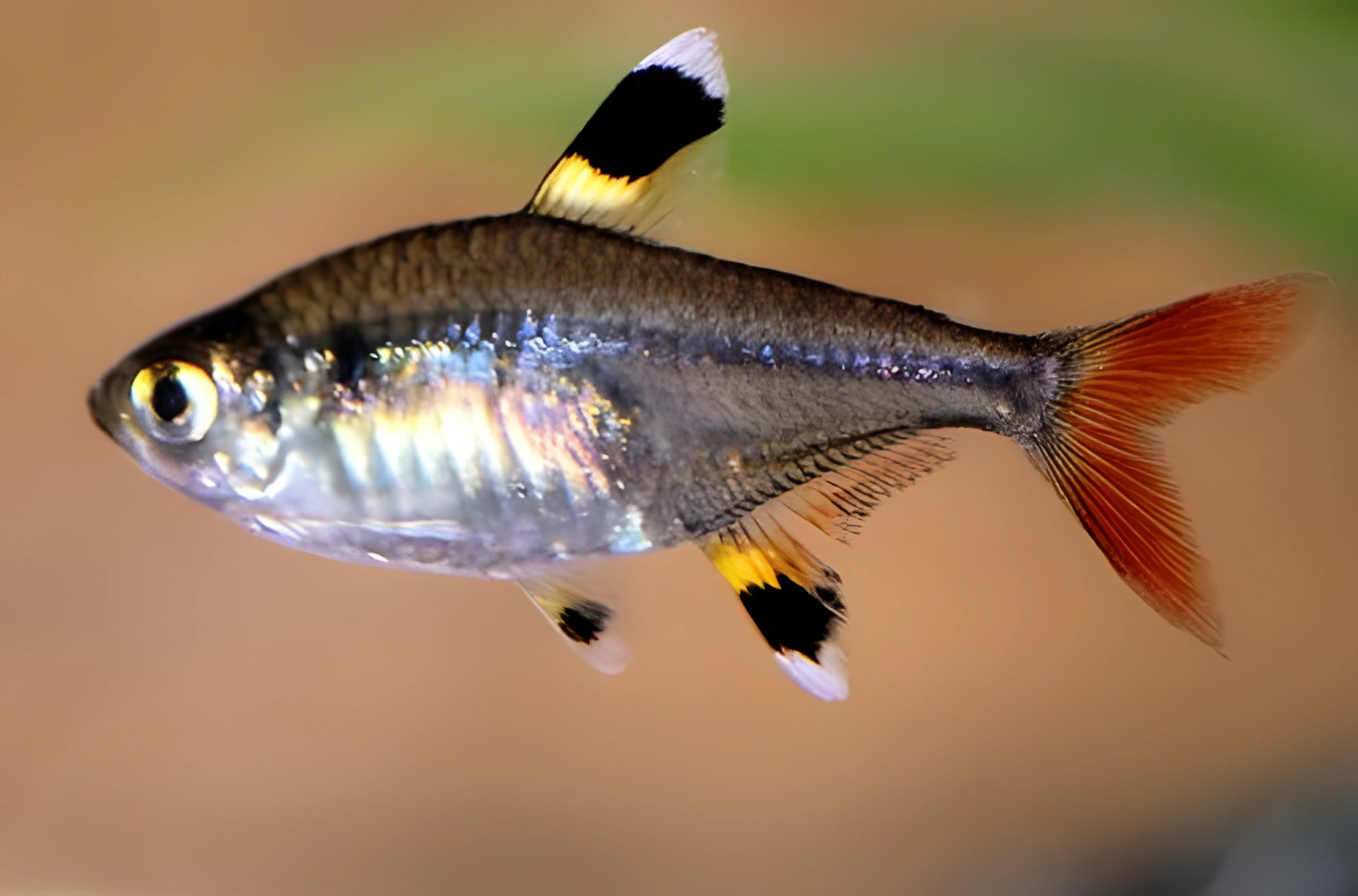 Fotografía del pez de acuario Tetra translúcida