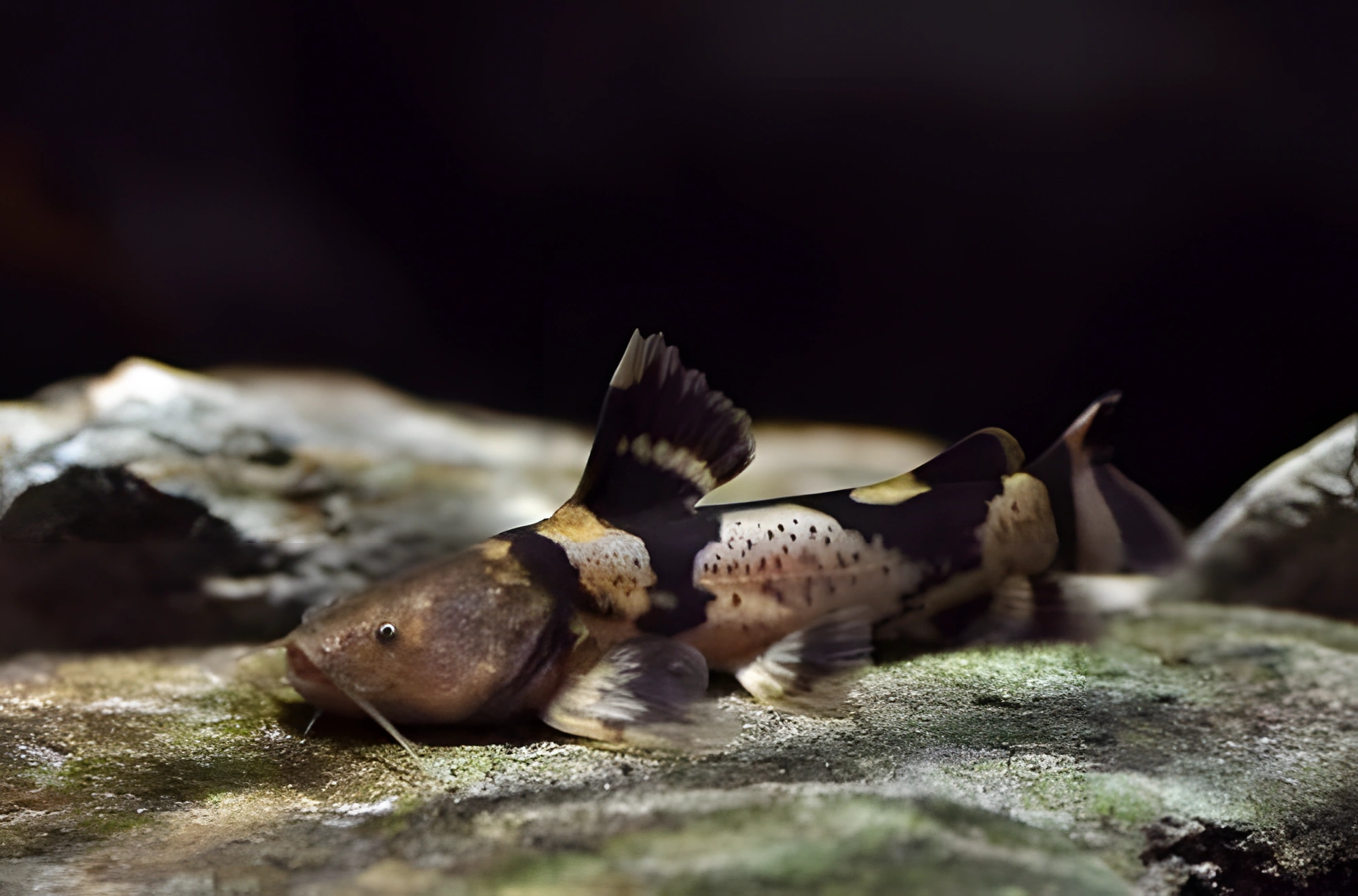 Fotografía del pez de acuario Pseudopimelodus bufonius