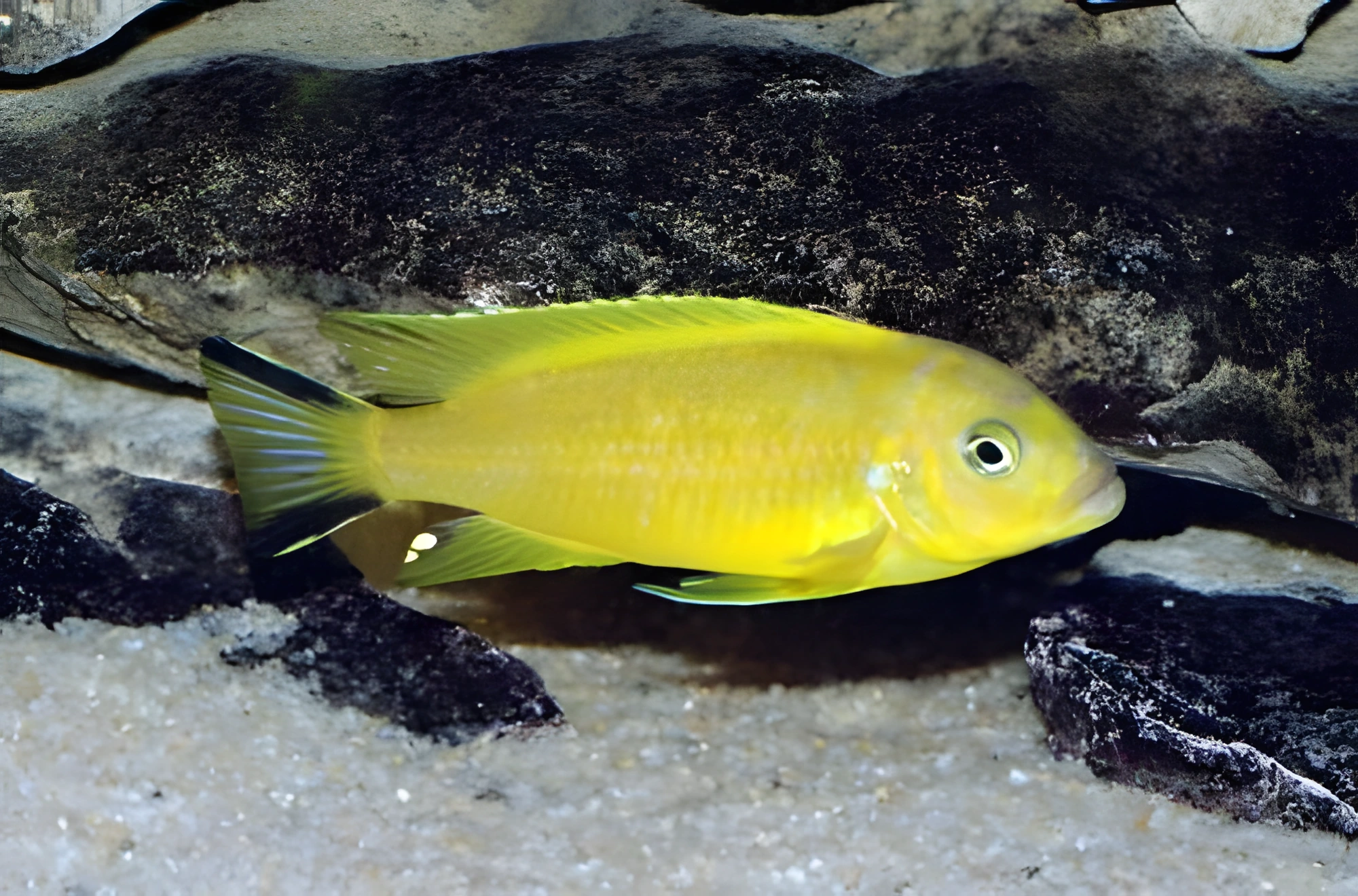 Fotografía del pez de acuario Pseudotropheus Daktari